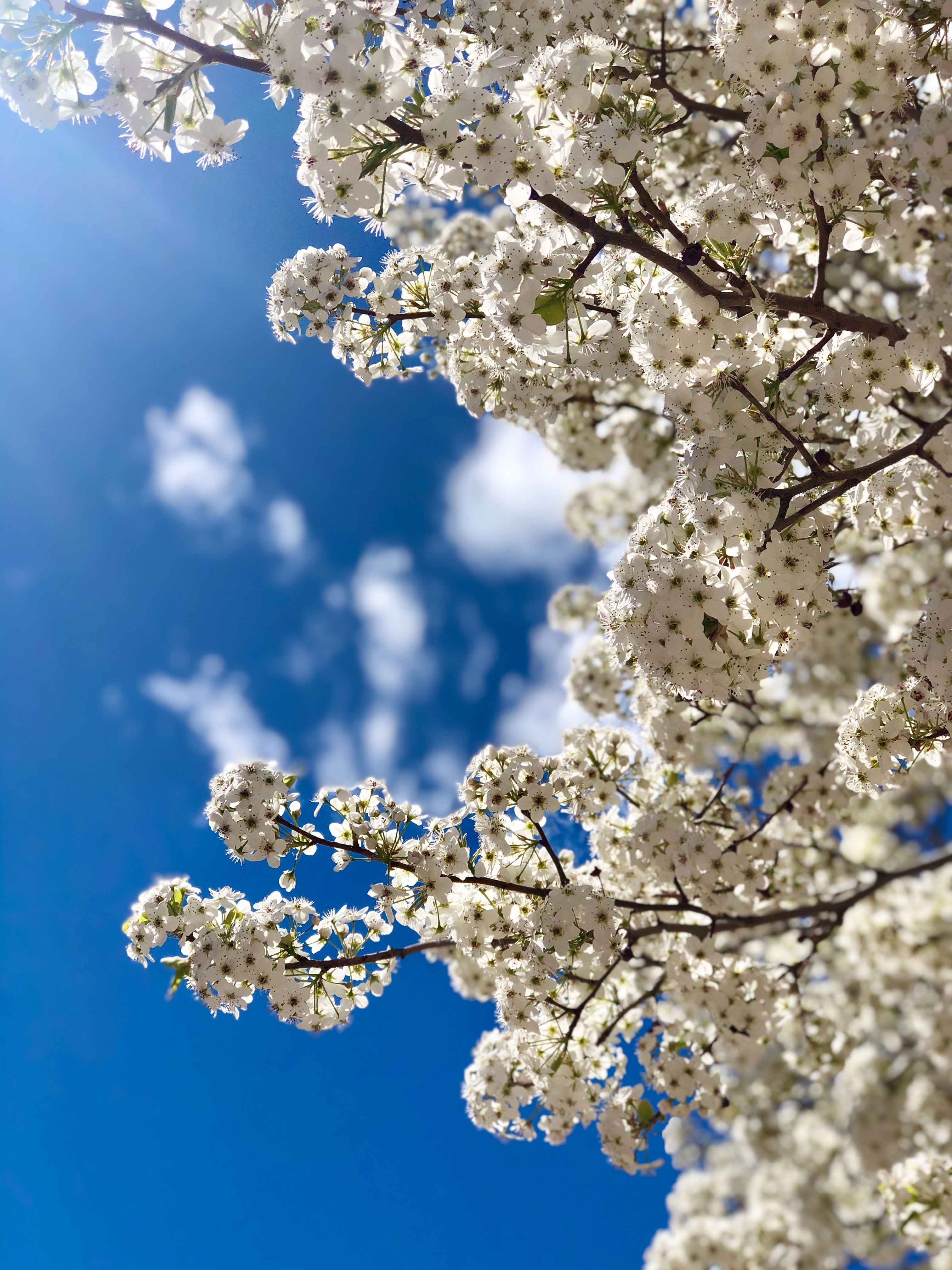 Laden Sie das Ast, Blühen, Blumen, Blühenden, Zweig, Sky, Frühling-Bild kostenlos auf Ihren PC-Desktop herunter