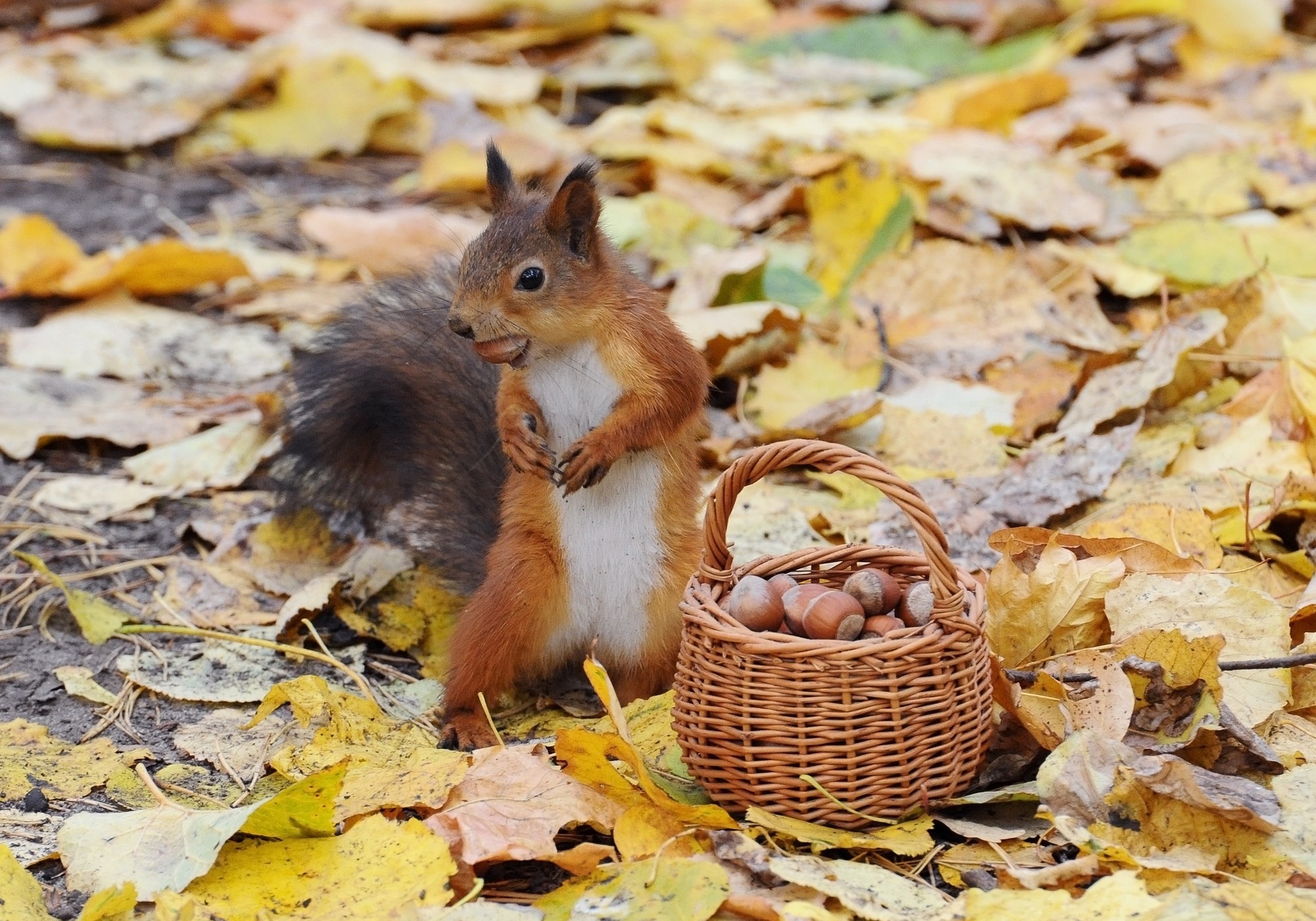 animal, squirrel, acorn, basket, fall, leaf, nut