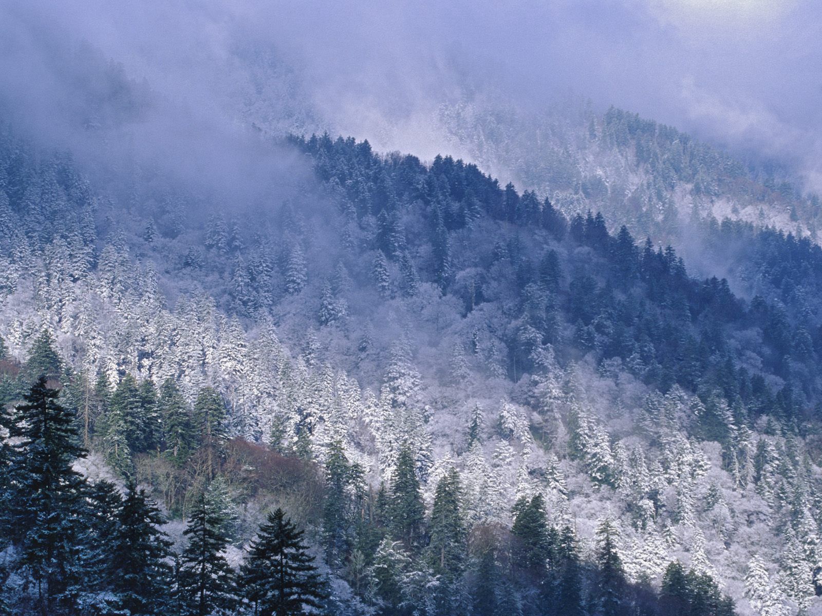 great smoky mountains, mountains, winter, nature, trees, snow, conifers, coniferous, height, tennessee HD wallpaper