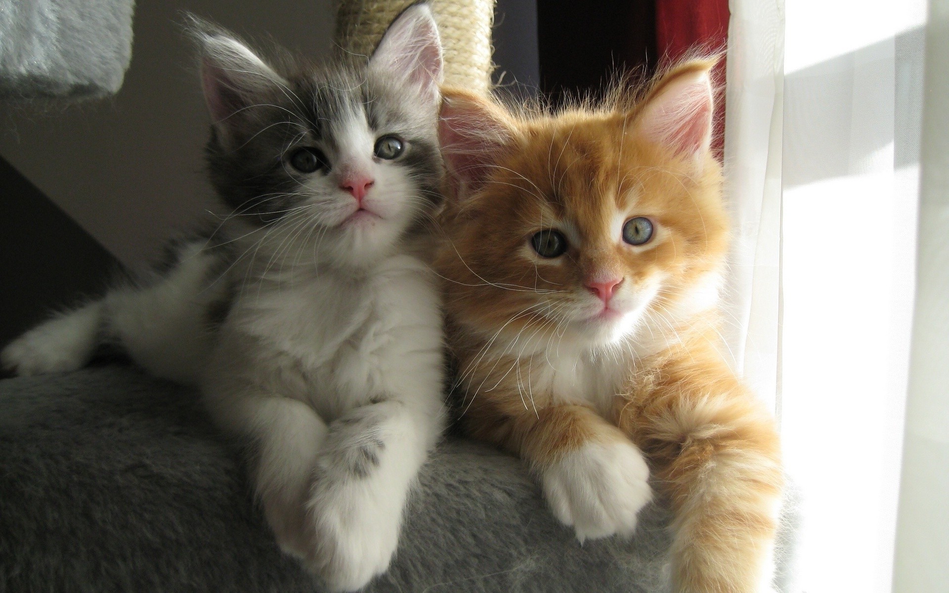 Два котика рыжий и серый