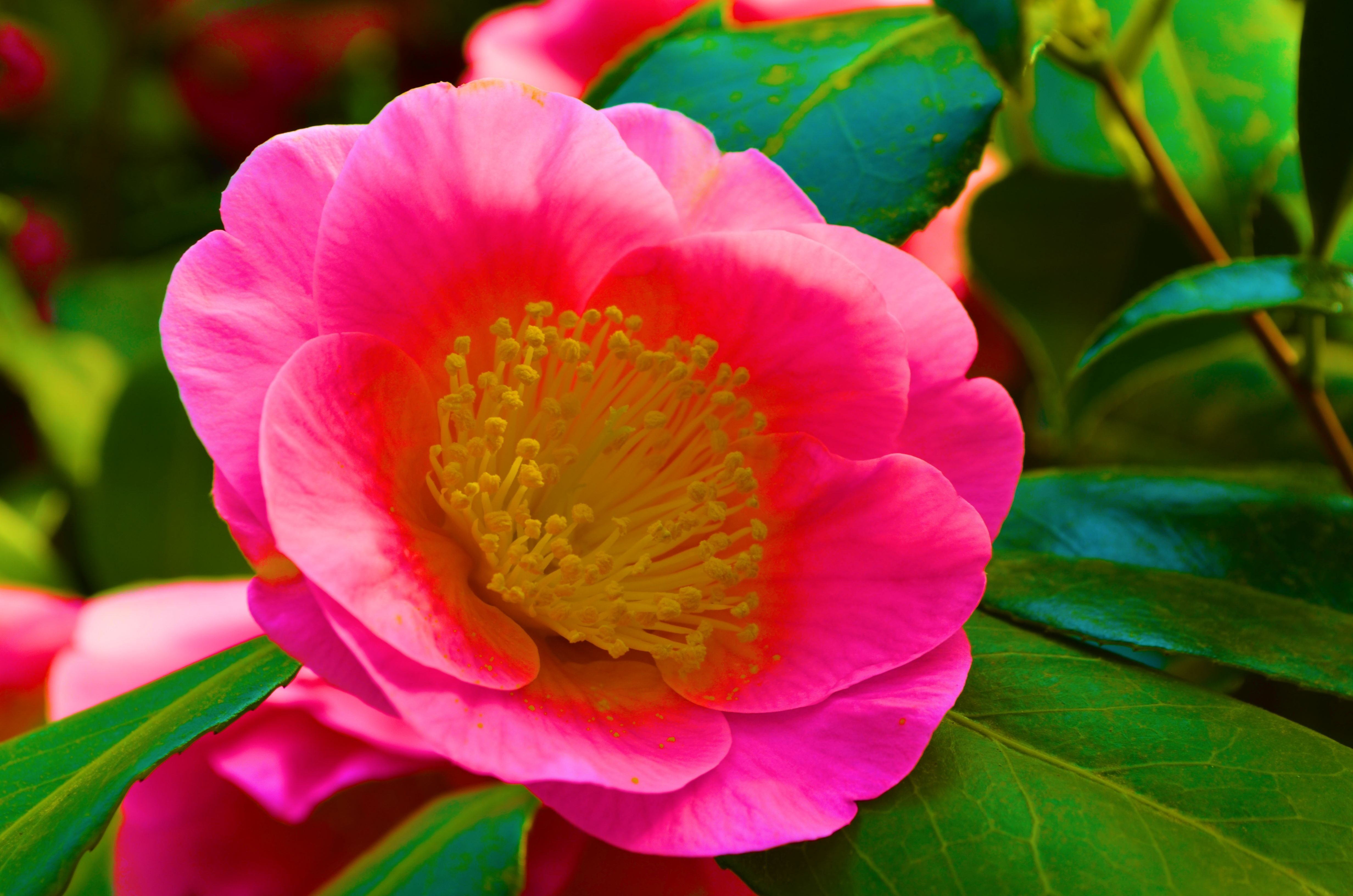 earth, camellia, close up, flower, leaf, nature, pink flower, flowers Full HD