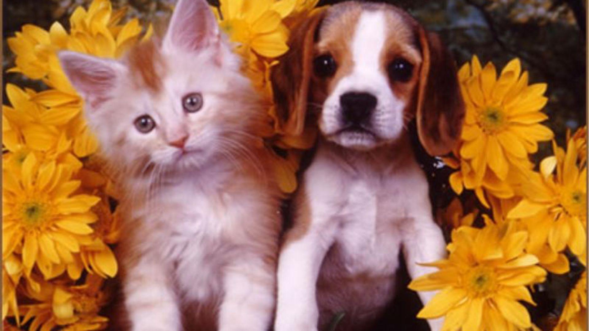 Кошечки собачки урожай. Собачки и кошечки. Милые собачки и кошечки. Милые котята и щенки. Щенок и котенок.