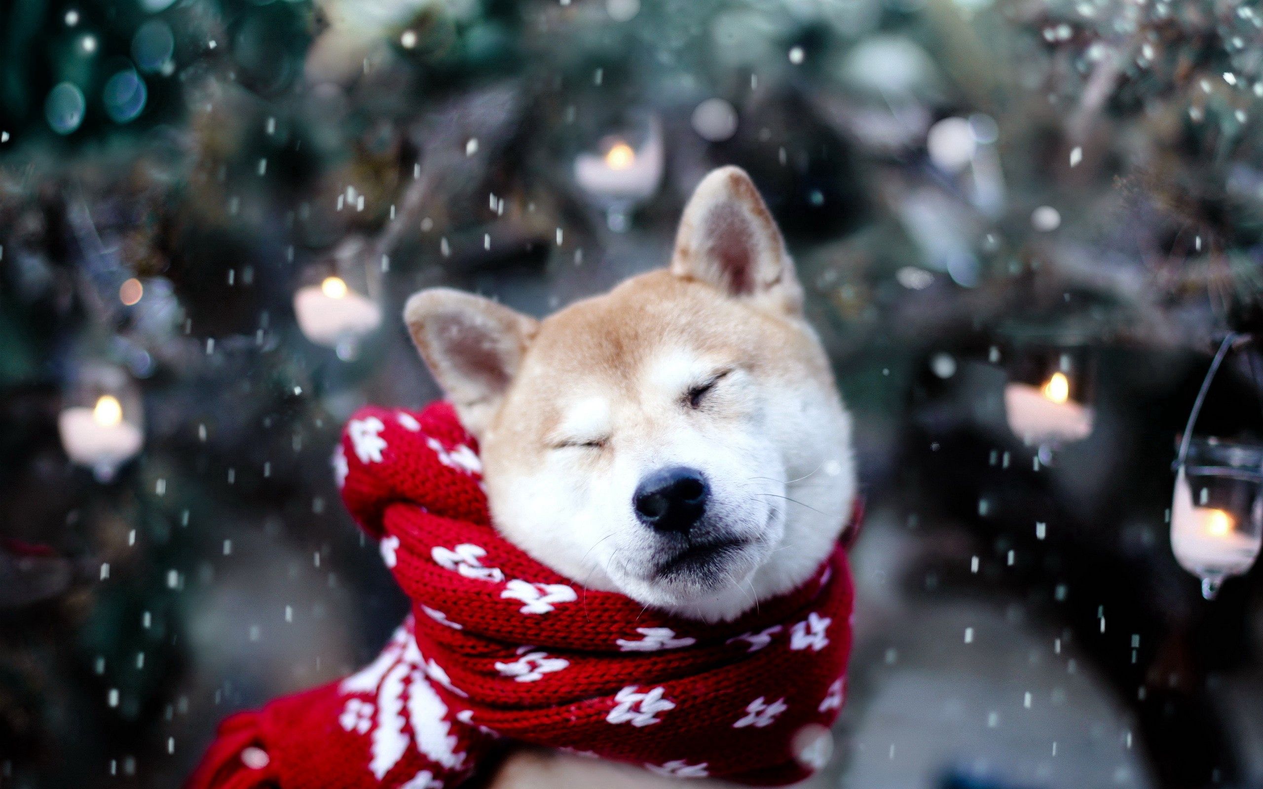 Handy-Wallpaper Hund, Schnee, Schal, Akita Inu, Schielen, Blinken, Tiere kostenlos herunterladen.