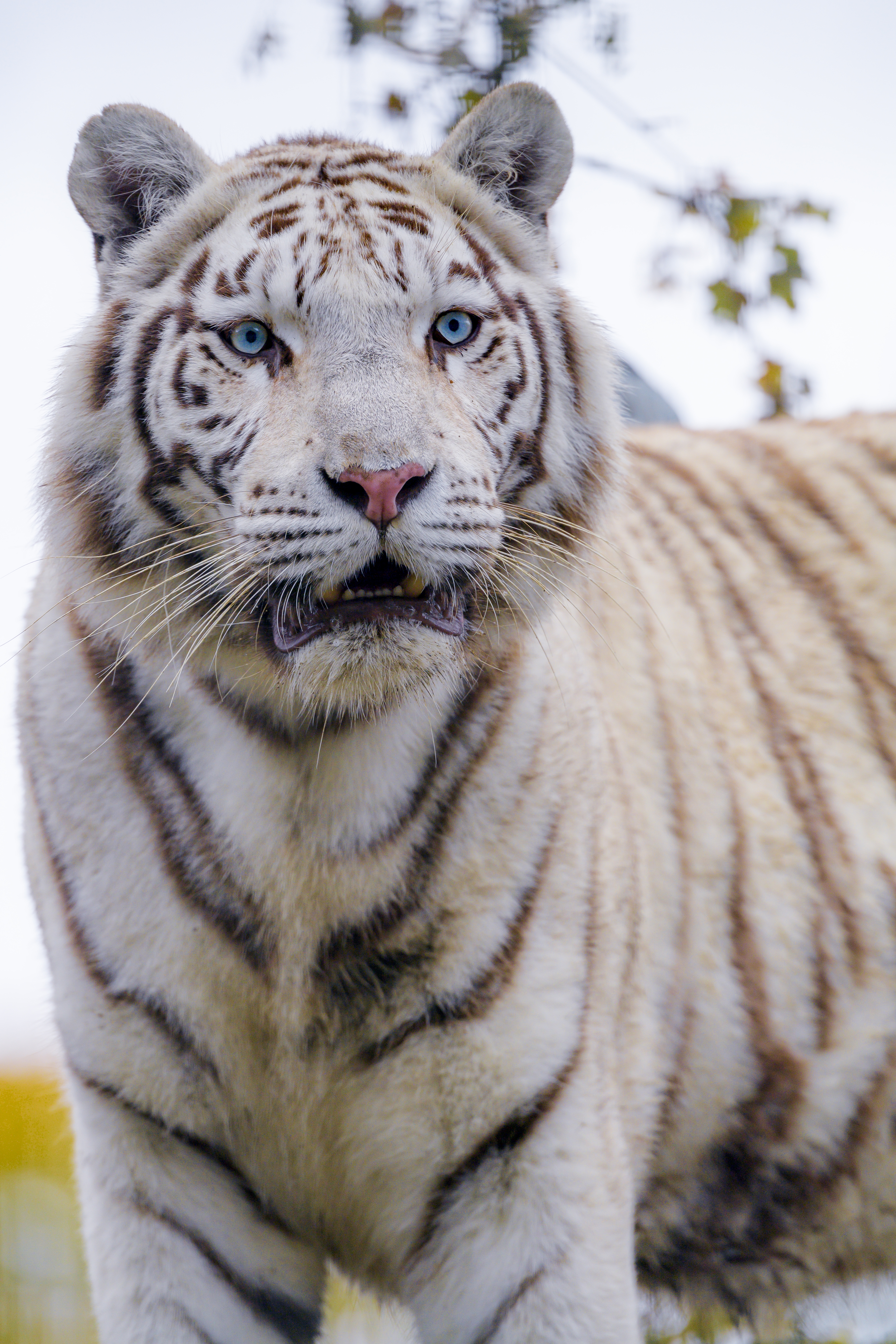 102232 baixar papel de parede tigre branco, animais, predator, predador, gato grande, tigre, selvagem - protetores de tela e imagens gratuitamente