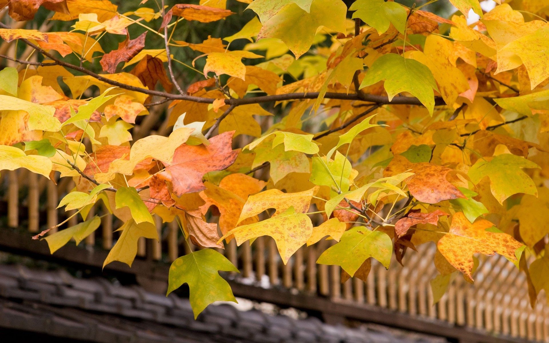 65709 завантажити шпалери листя, природа, осінь, жовтий, дерево, крона, гілки, гілка, дах - заставки і картинки безкоштовно