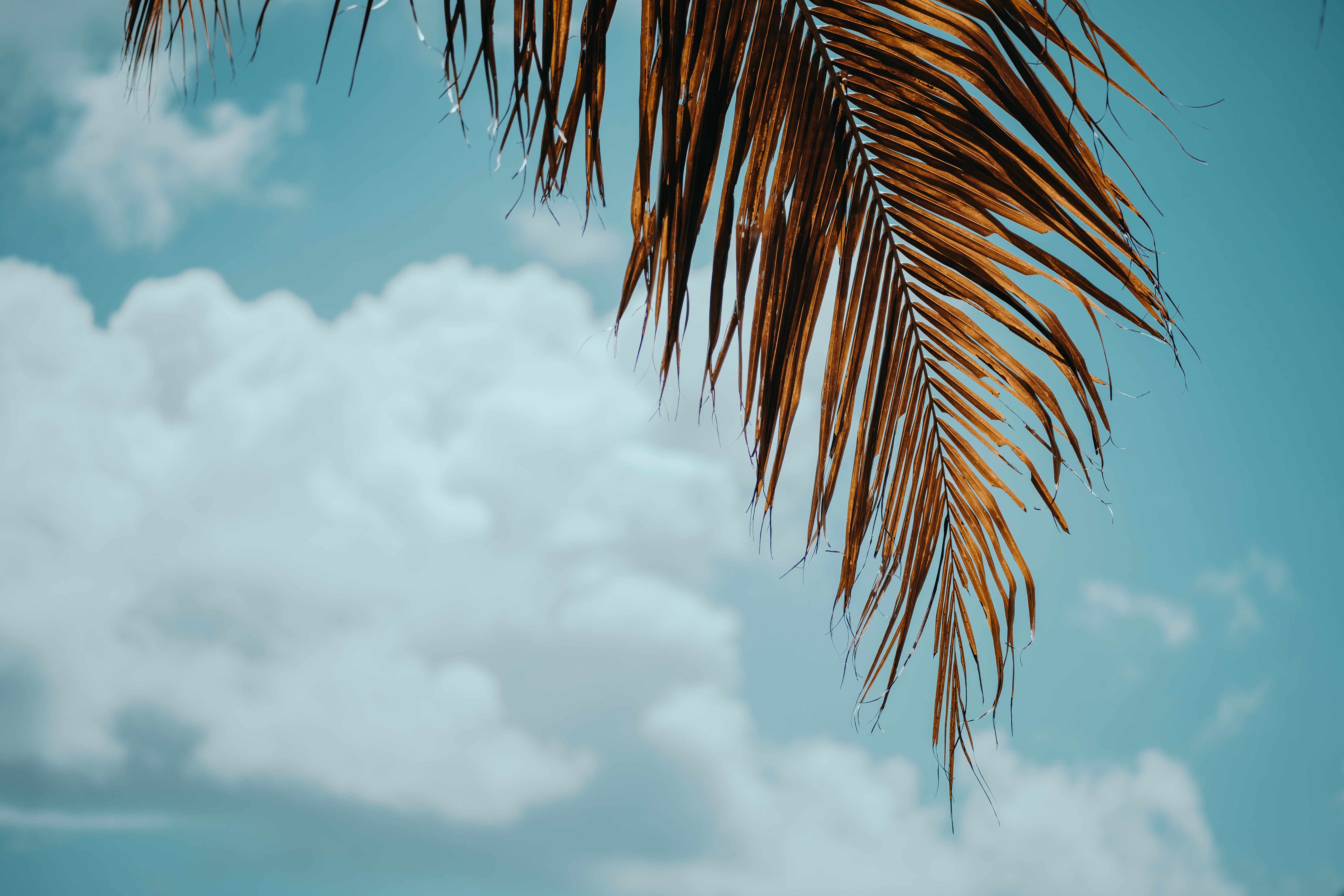 115536 Hintergrundbild herunterladen palme, natur, sky, blätter, palm, ast, zweig - Bildschirmschoner und Bilder kostenlos