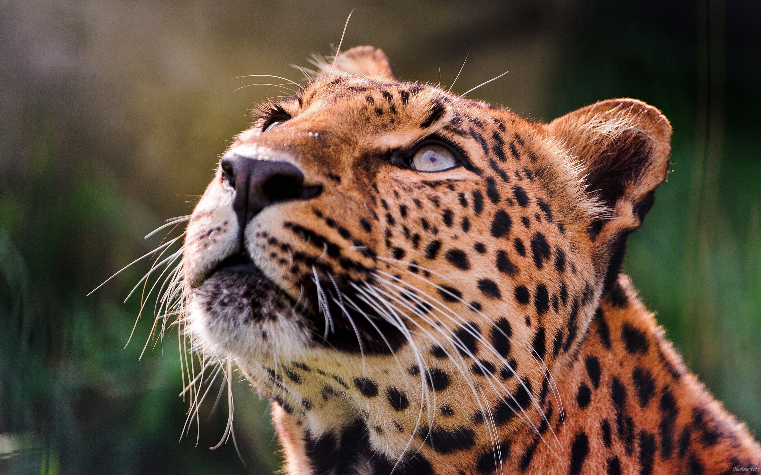 eyes, animals, leopard, muzzle, pensive 4K