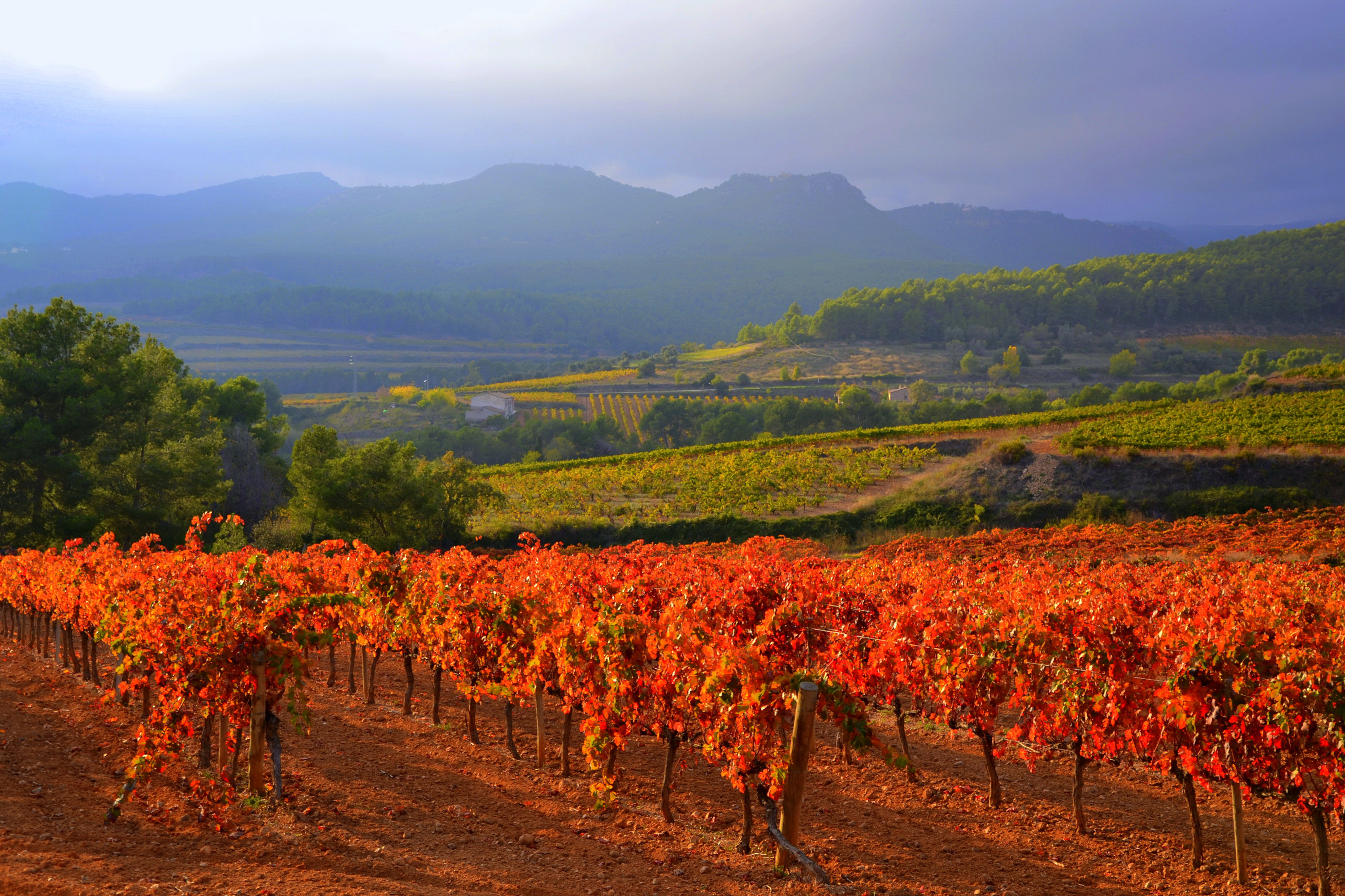 Каталония виноградники