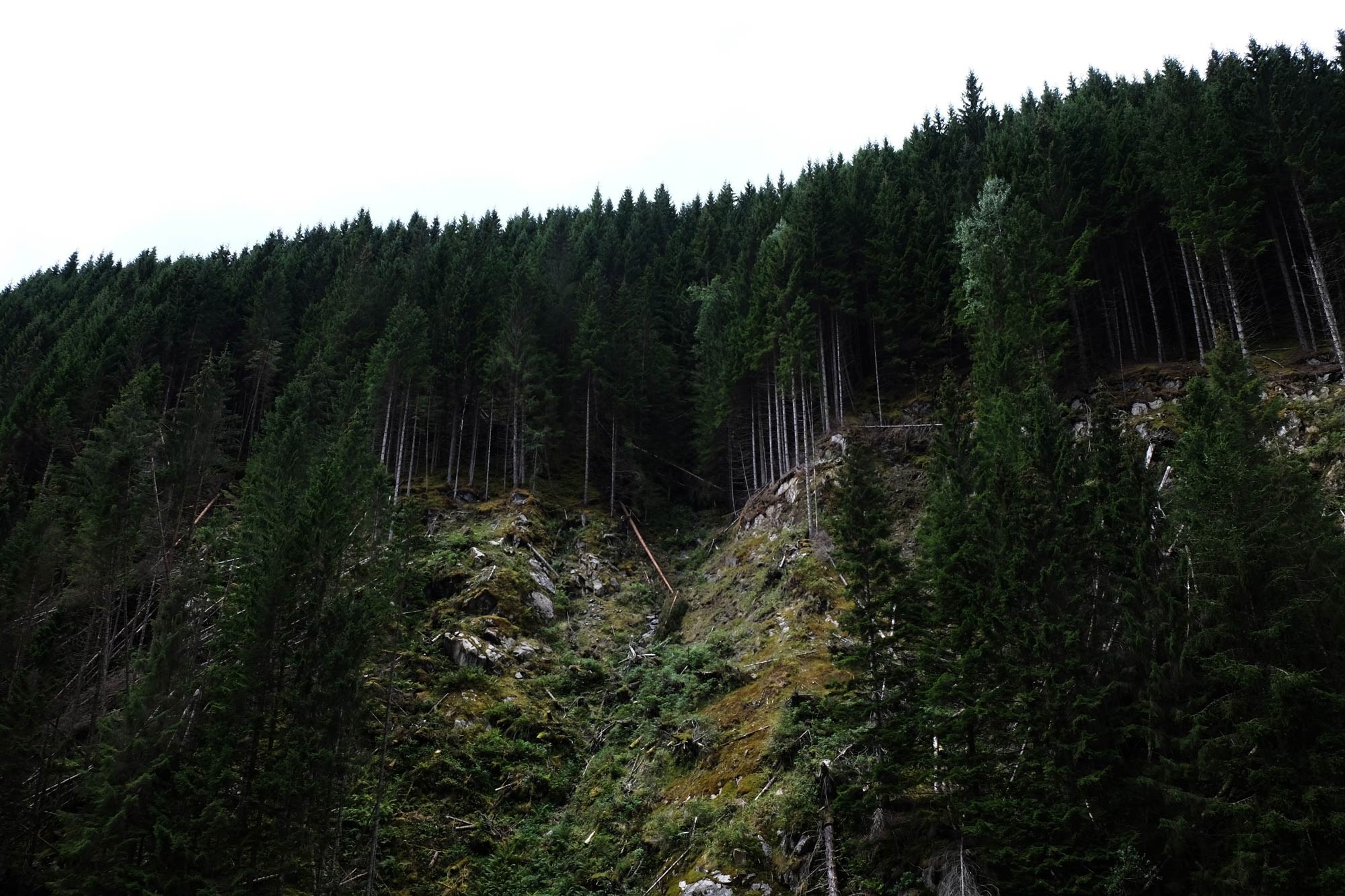 Handy-Wallpaper Bäume, Höhe, Elevation, Natur, Wald kostenlos herunterladen.