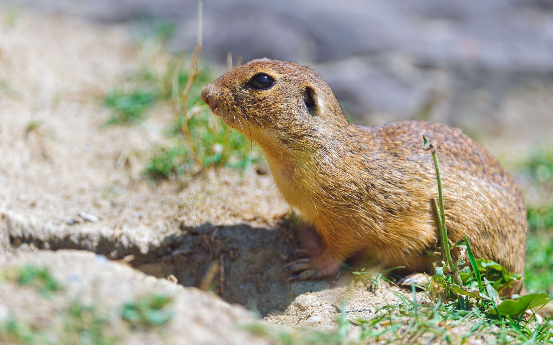 Download mobile wallpaper Gopher, Animals, Grass, Rodent for free.