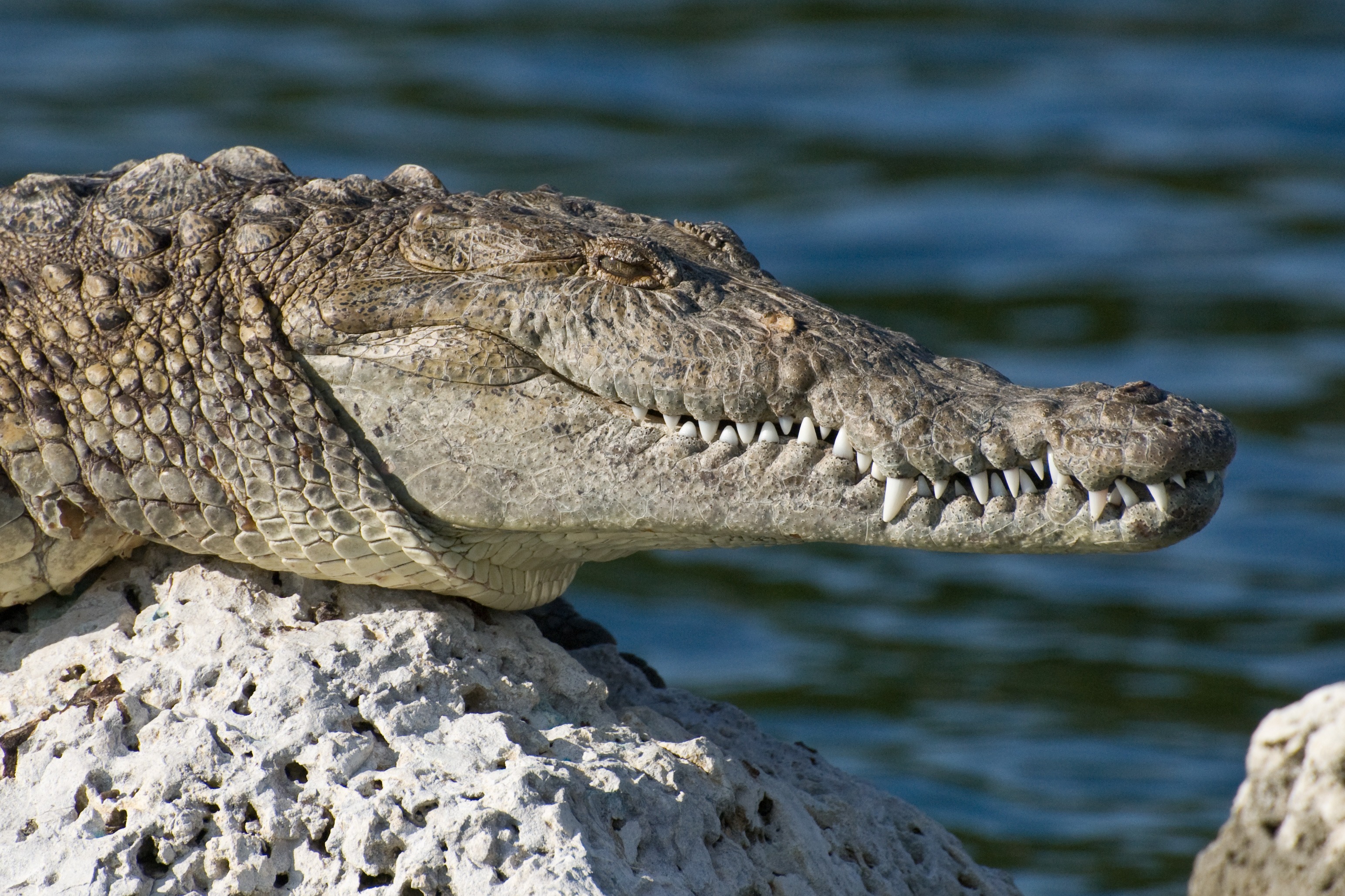 Нильский крокодил Густав
