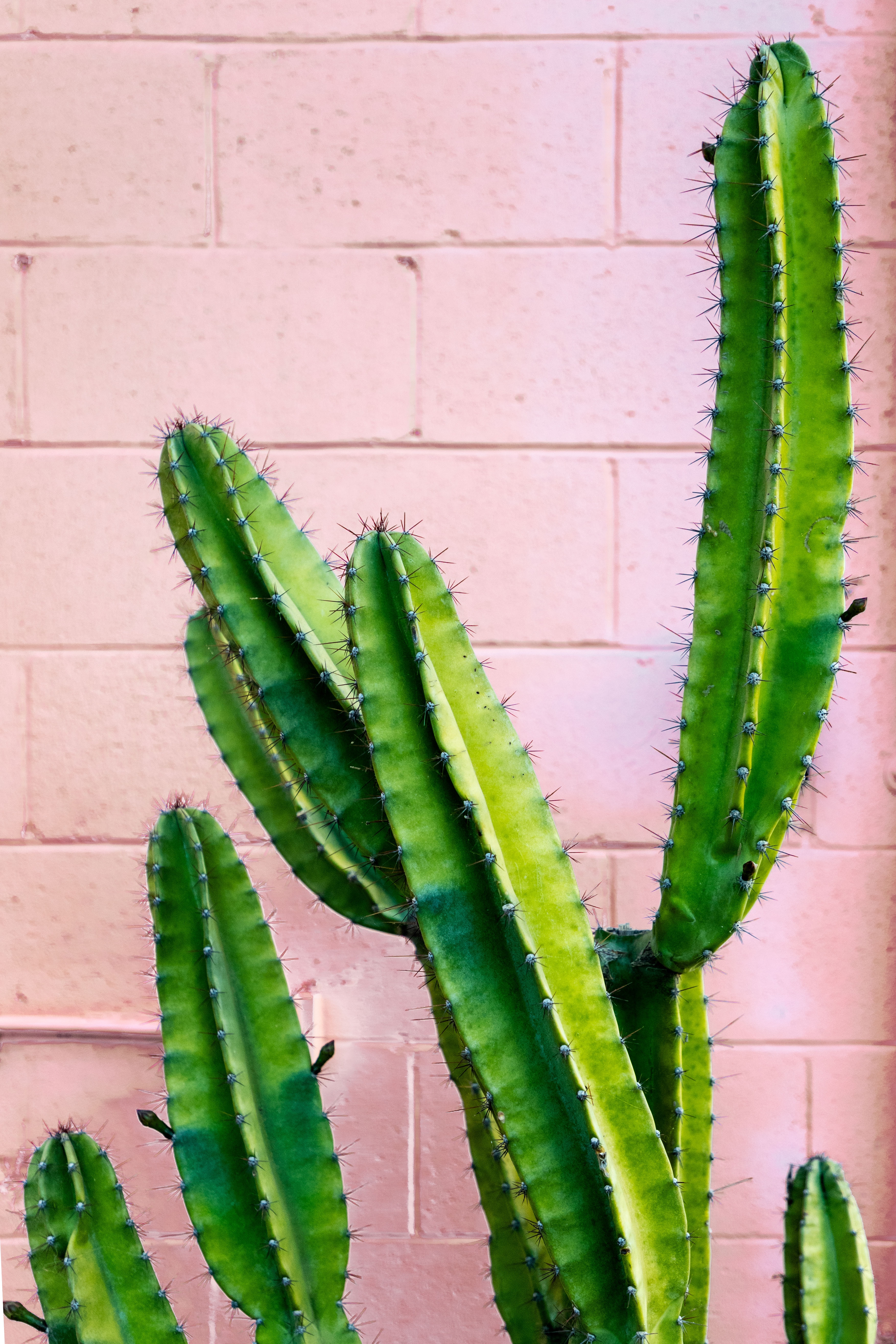 72216 Hintergrundbild herunterladen blumen, grün, wand, stacheldraht, stacheligen, kaktus, saftig, saftigen - Bildschirmschoner und Bilder kostenlos