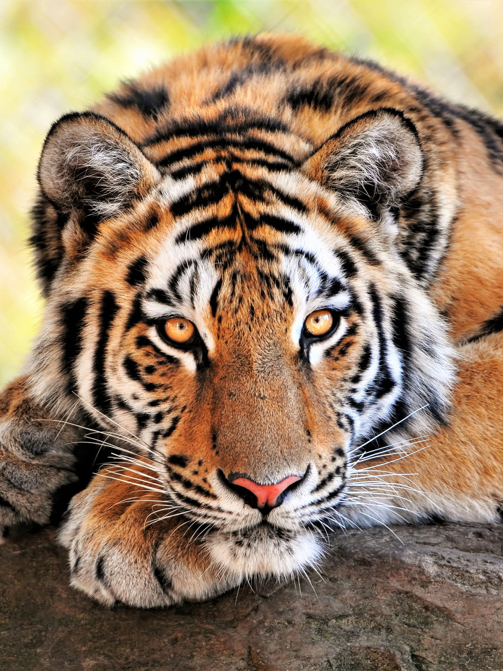bengal tiger, animal, tiger, cats