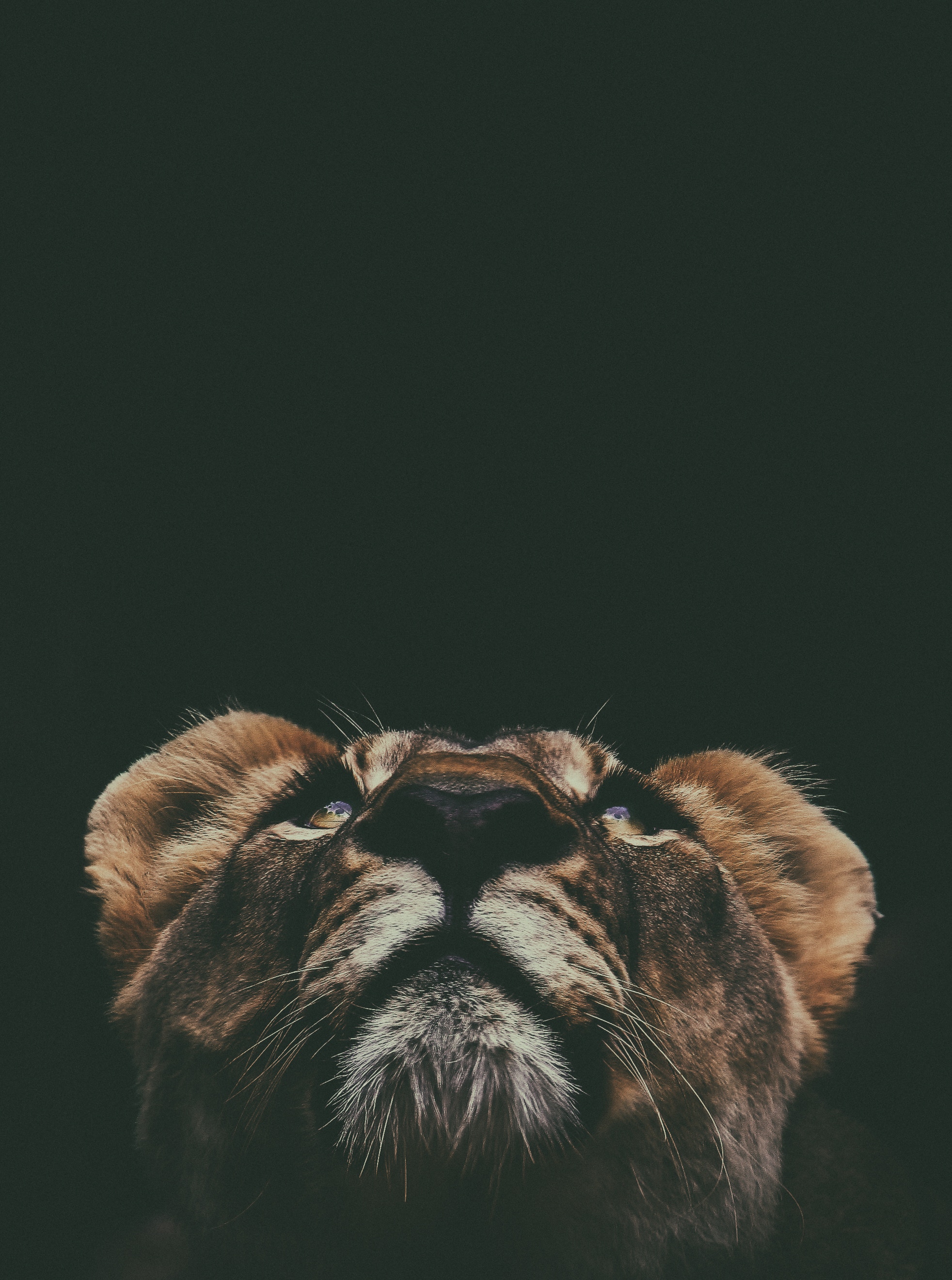 Download mobile wallpaper Top, Opinion, Muzzle, Sight, Up, Animals, Lion for free.