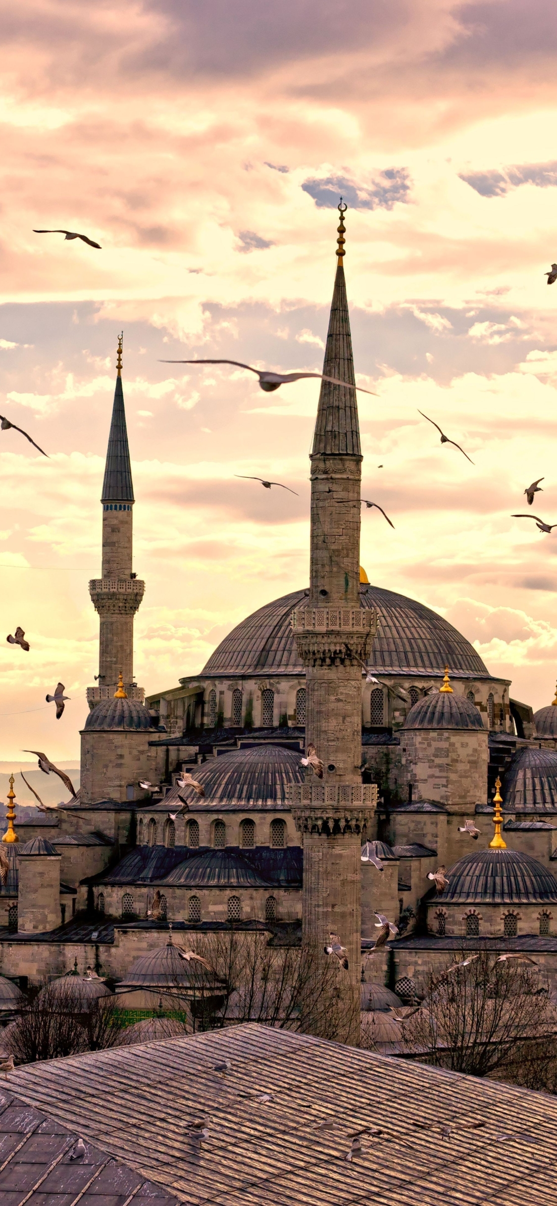 1137992 Hintergrundbild herunterladen religiös, süleymaniye moschee, istanbul, möwe, seemöve, truthahn, türkei, moscheen - Bildschirmschoner und Bilder kostenlos