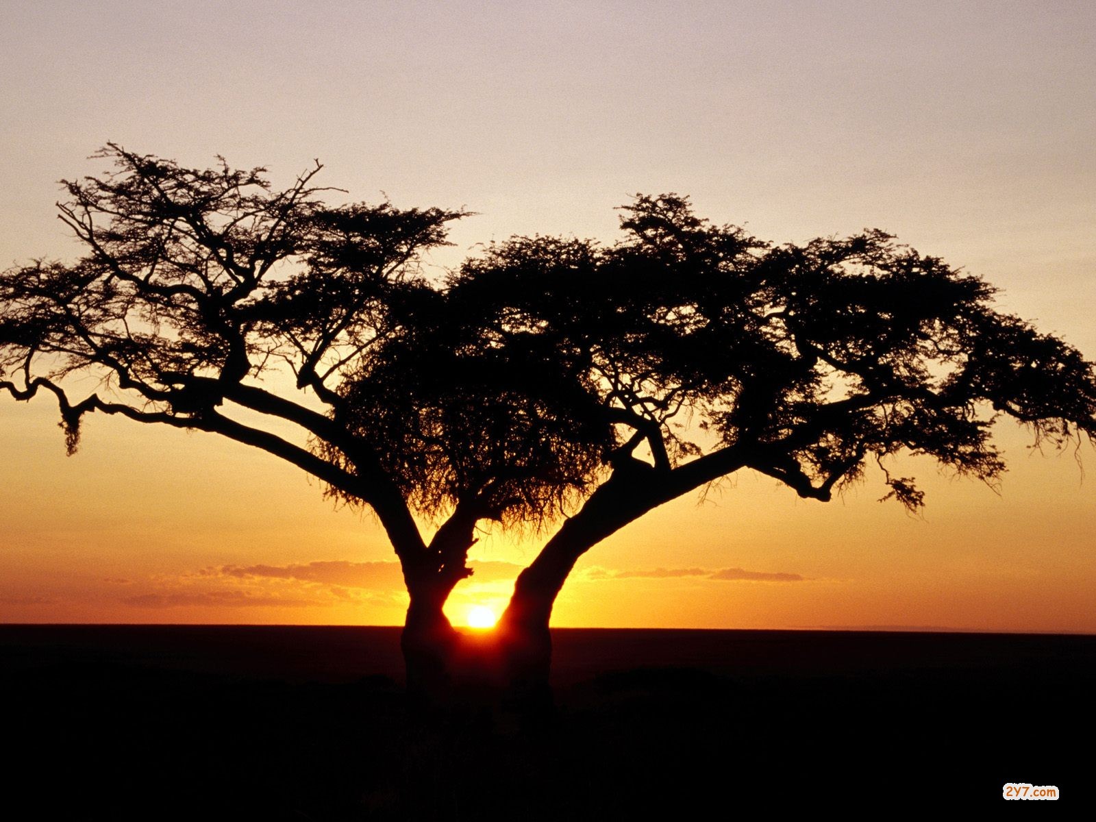 Одинокое дерево в Африке