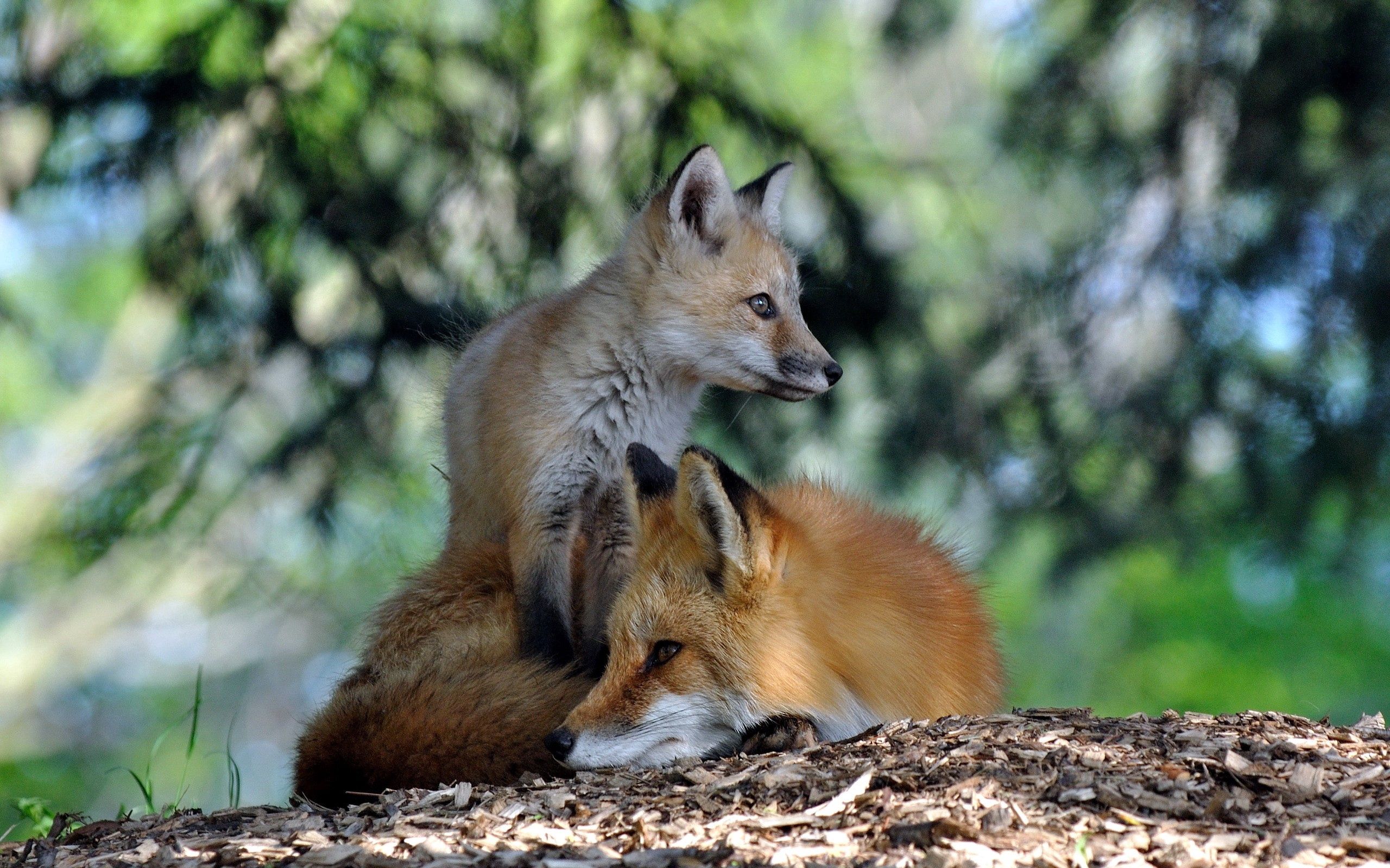 Download mobile wallpaper Grass, Animals, To Lie Down, Lie, Forest, Pair, Fox, Couple for free.
