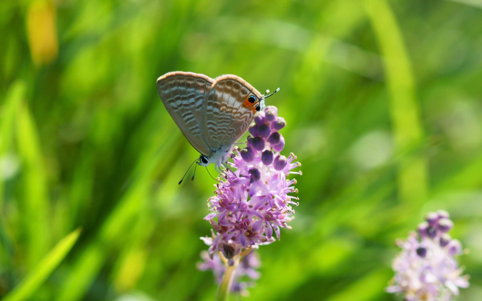 Laden Sie das Grass, Makro, Unschärfe, Glatt, Blume, Insekt, Schmetterling-Bild kostenlos auf Ihren PC-Desktop herunter