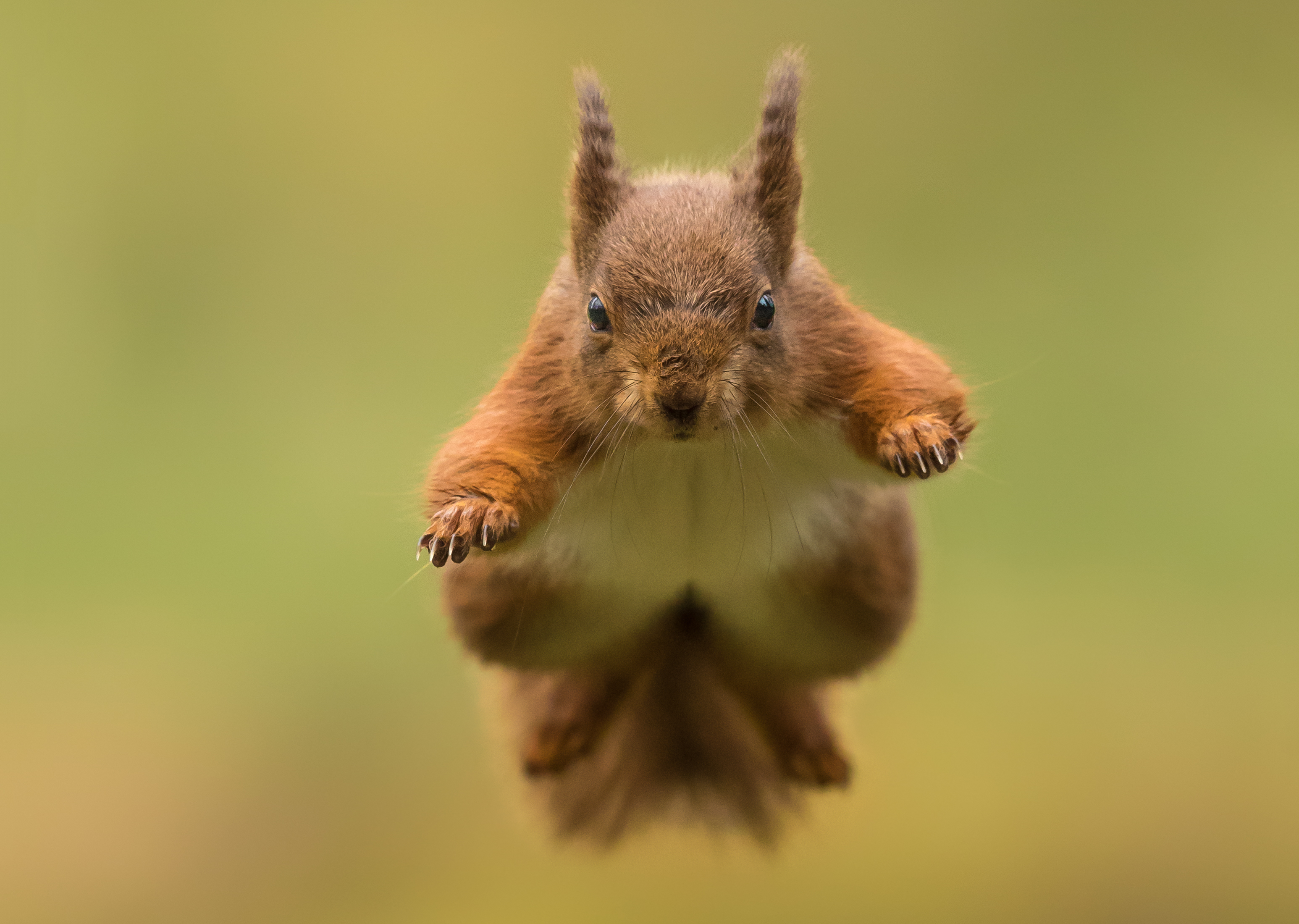 animal, squirrel, jump, rodent