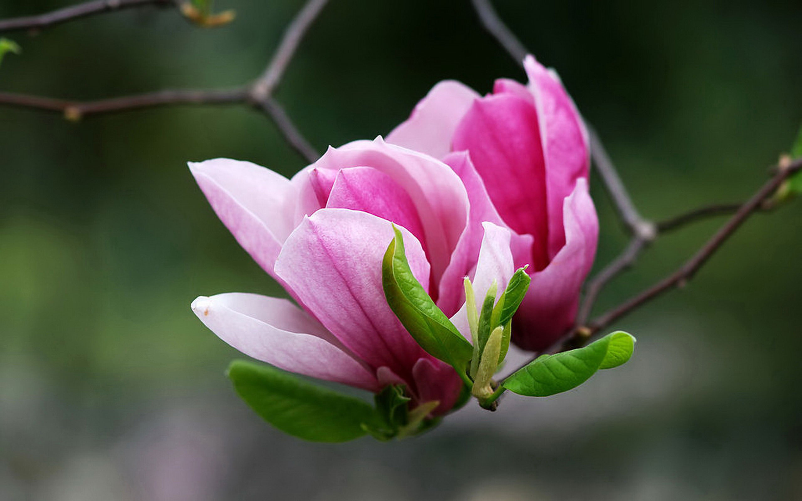 magnolia, earth, flower, trees
