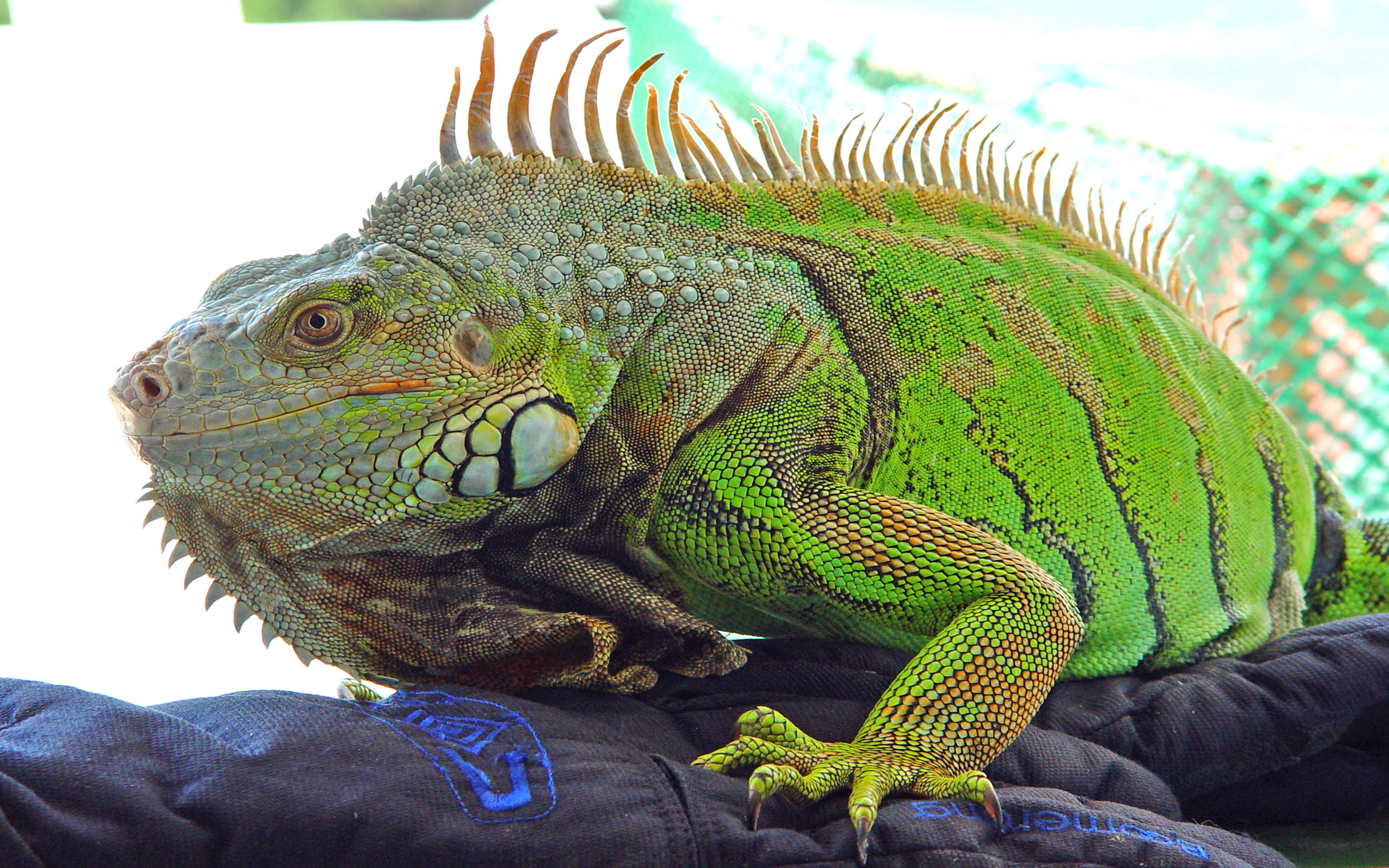 Экзотические животные это. Игуана зеленая обыкновенная. Зеленая игуана (Iguana Iguana). Варан игуана хамелеон. Голубая игуана рептилия.