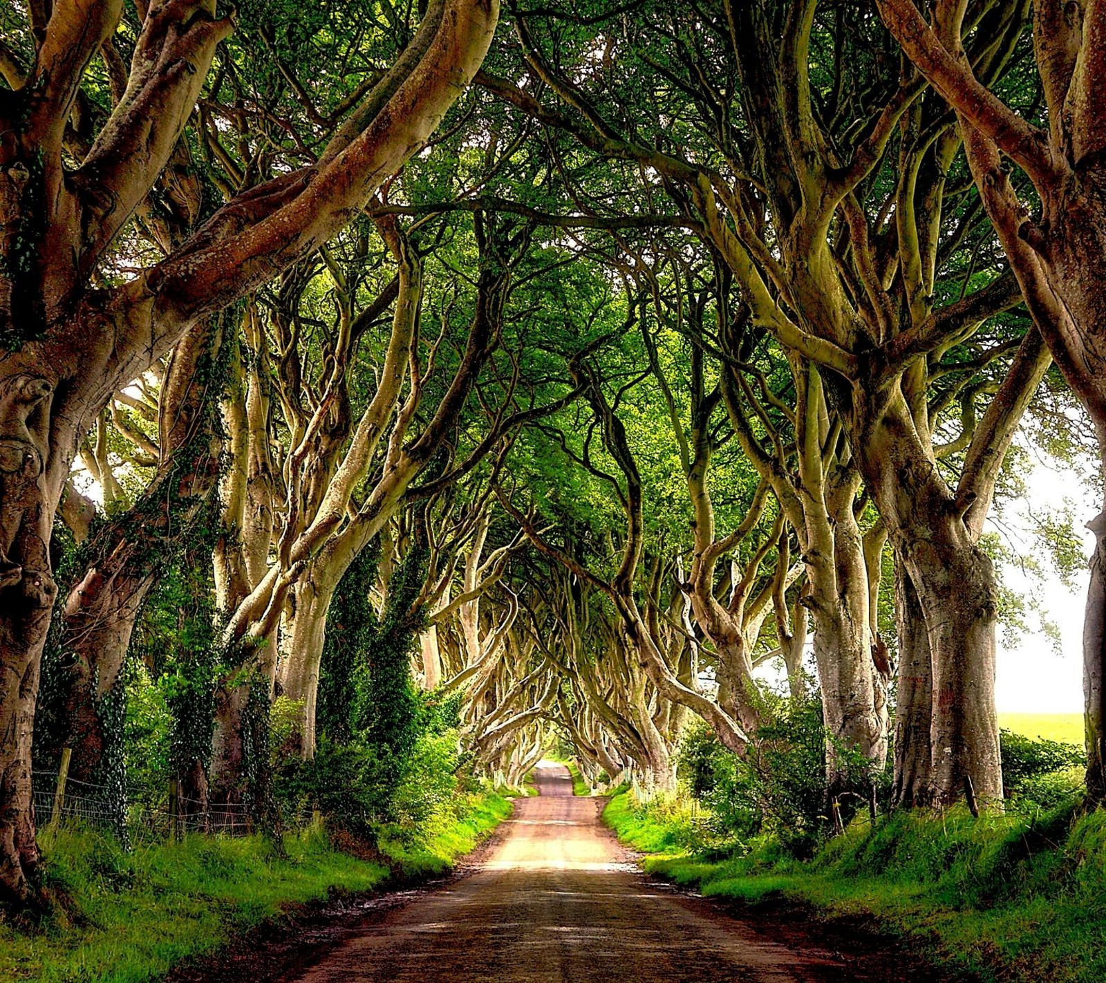 Download mobile wallpaper Road, Tree, Ireland, Man Made, Greenery, Twisted Tree for free.
