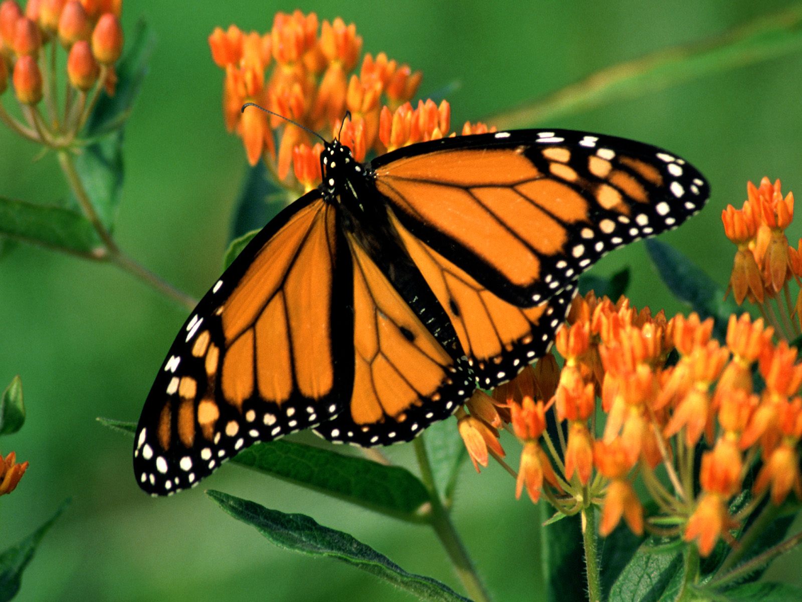748340 descargar fondo de pantalla animales, mariposa, flor, mariposa monarca, color naranja): protectores de pantalla e imágenes gratis