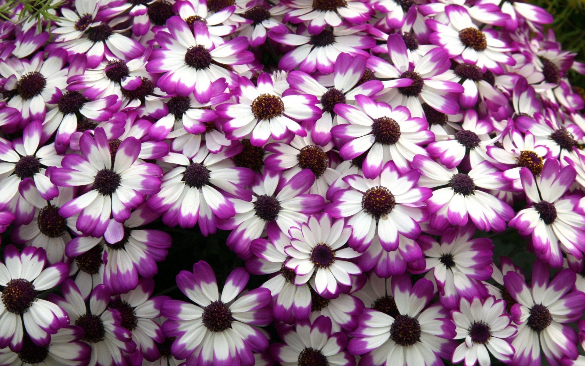earth, cineraria, close up, flower, flowers