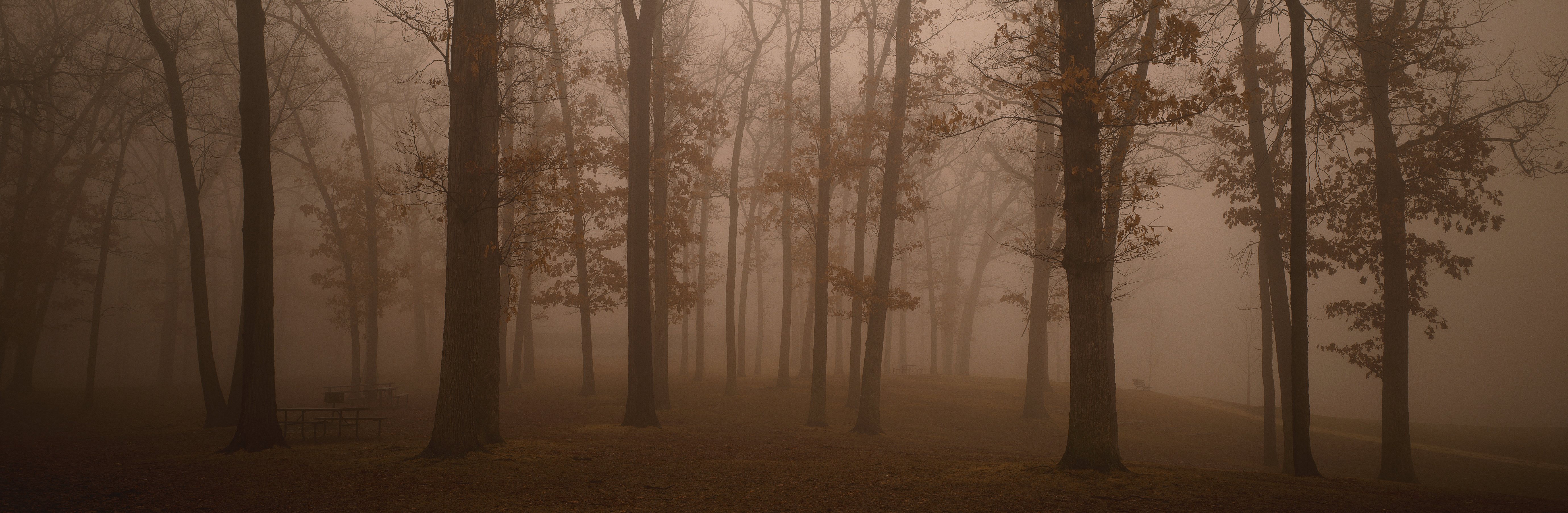 Free download wallpaper Forest, Fog, Earth on your PC desktop