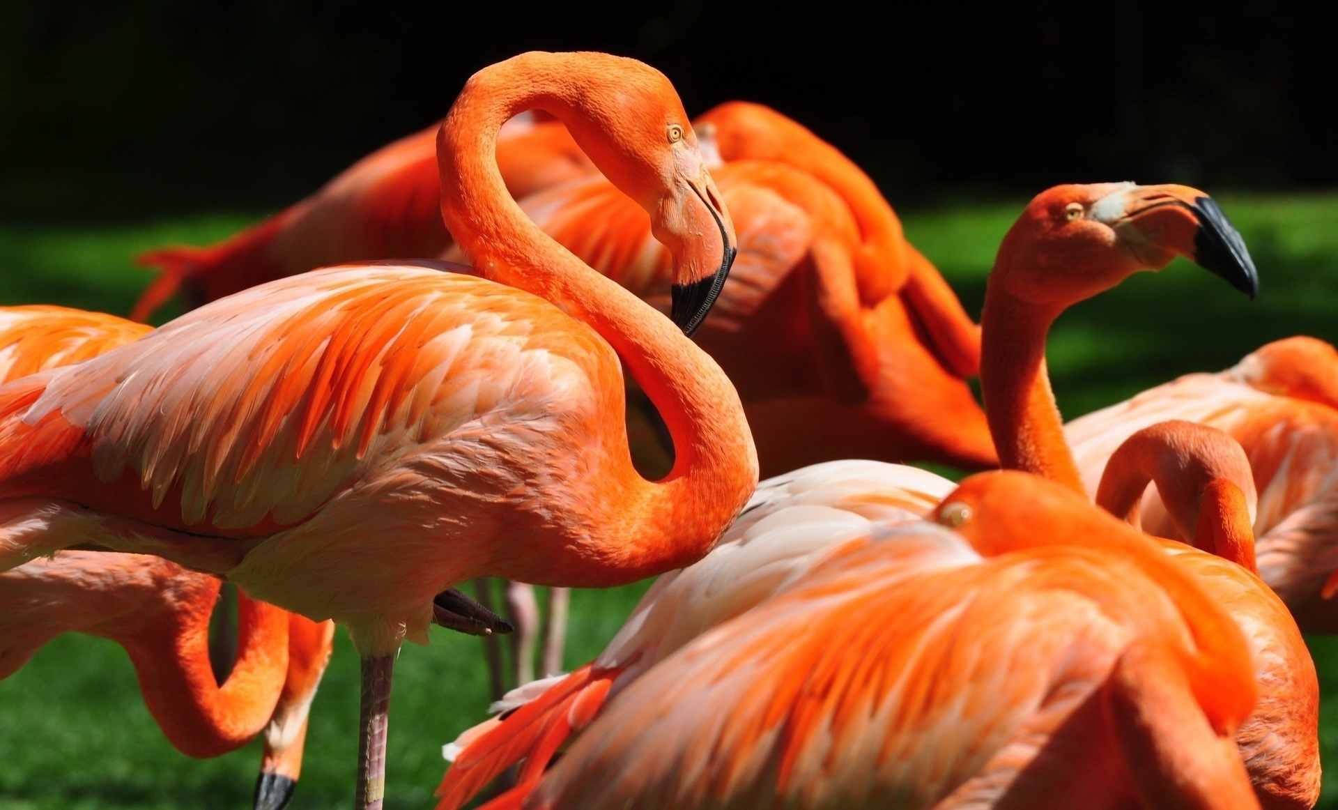 Животные Оранжевого Цвета