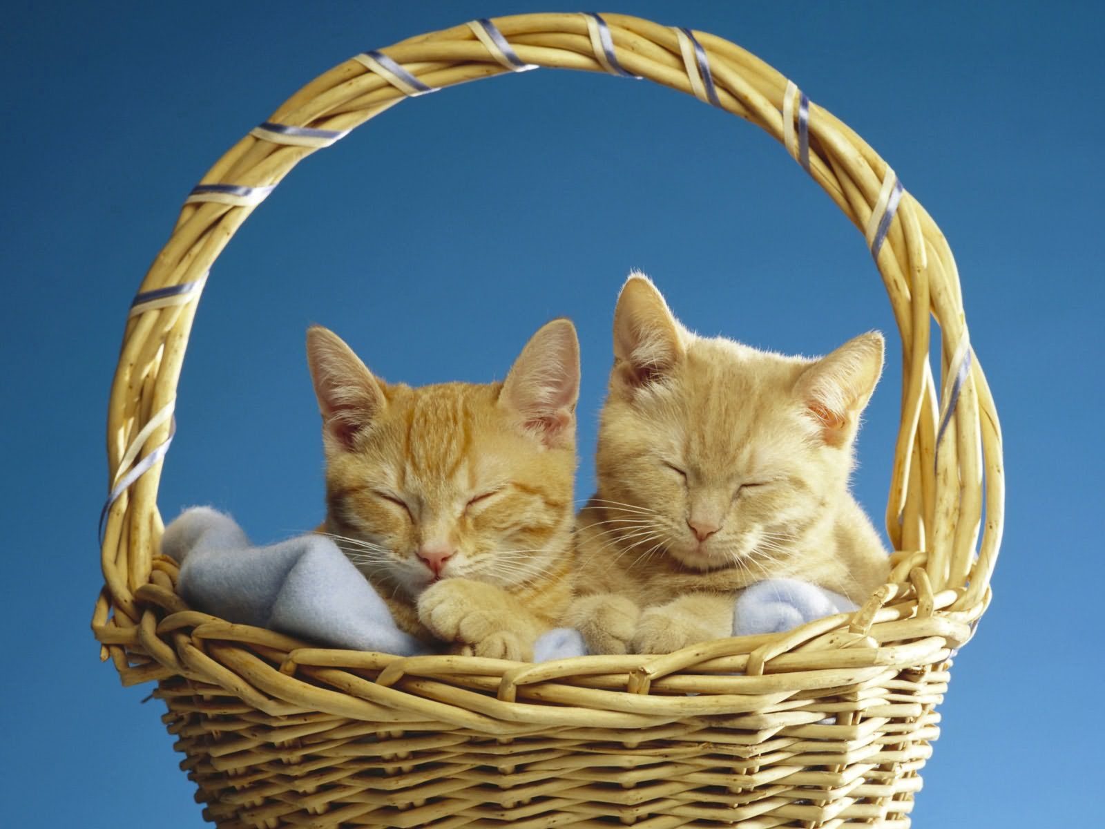 Laden Sie das Paar, Schlafen, Traum, Korb, Tiere, Katzen-Bild kostenlos auf Ihren PC-Desktop herunter