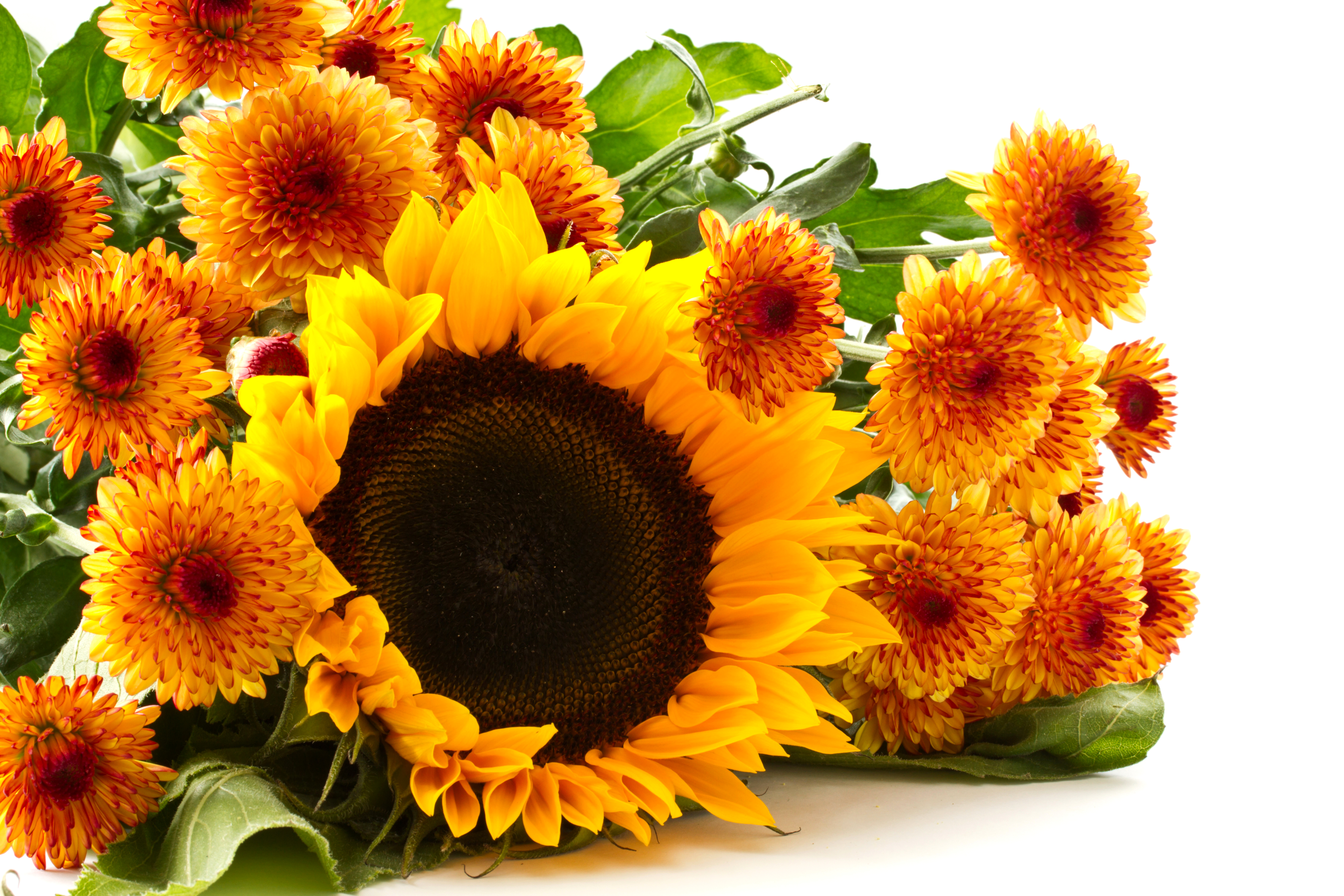 1526301 Bildschirmschoner und Hintergrundbilder Blumen auf Ihrem Telefon. Laden Sie  Bilder kostenlos herunter