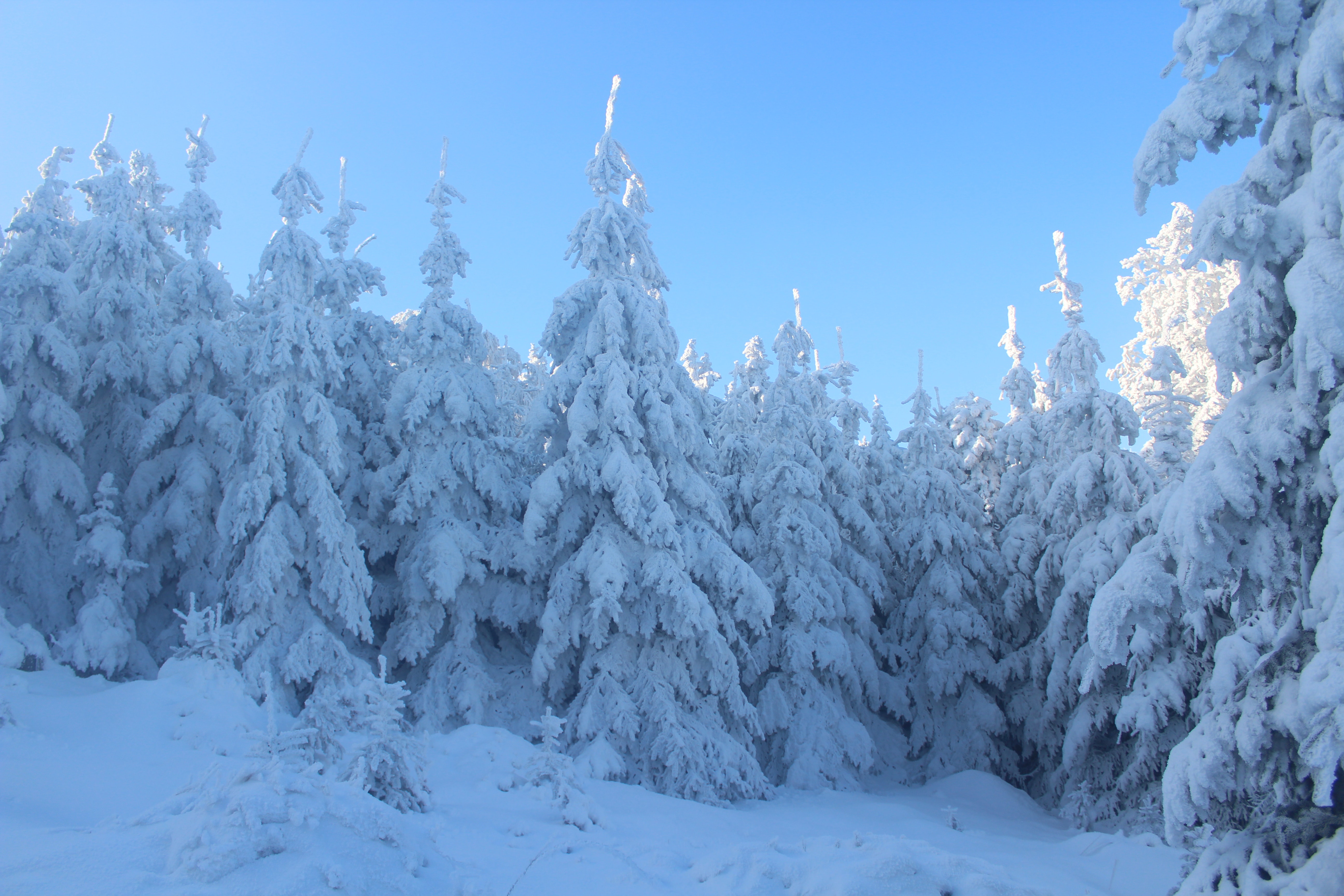 Download mobile wallpaper Winter, Snow, Forest, Tree, Earth, Spruce for free.