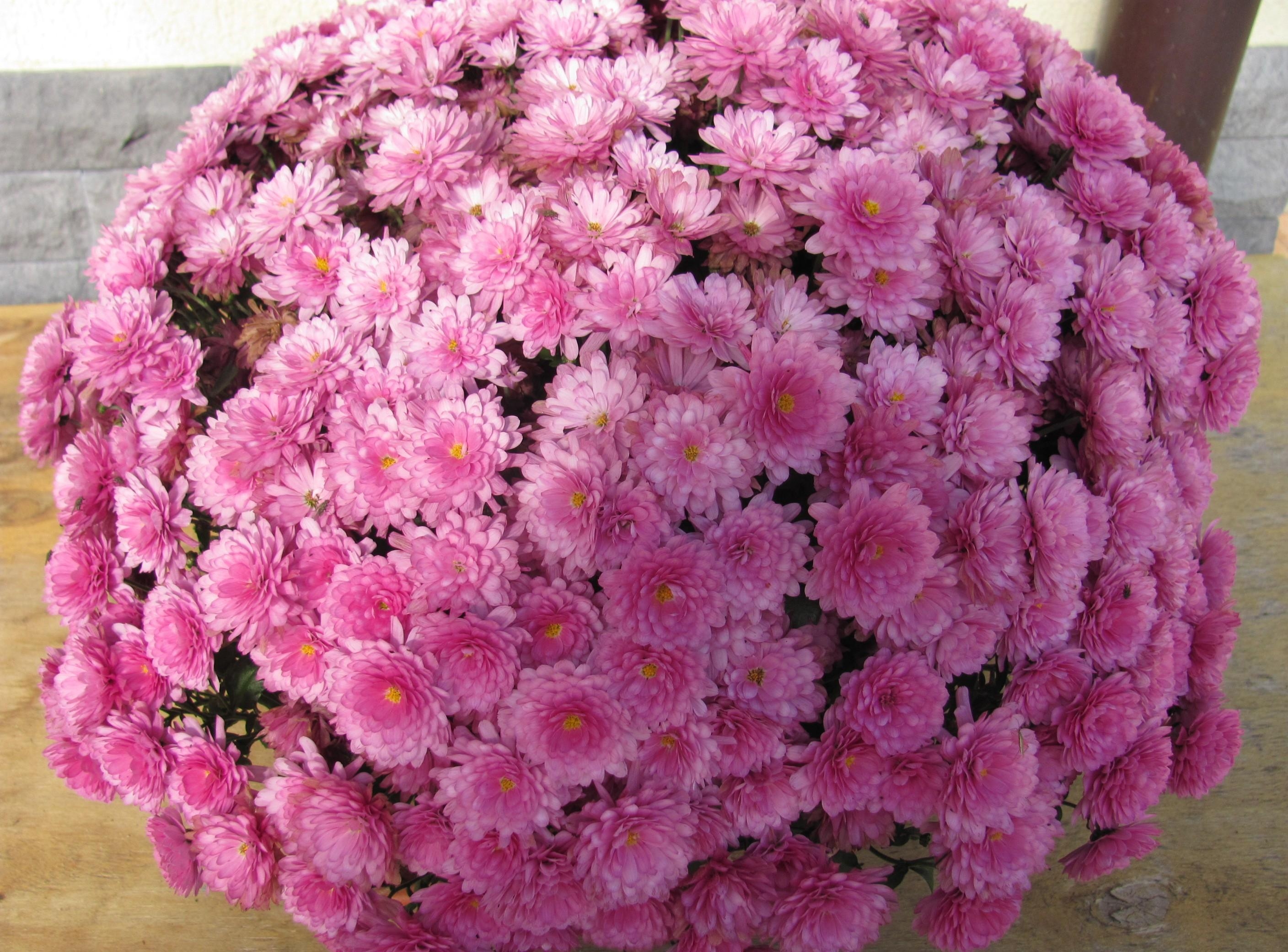 101078 免費下載壁紙 花卉, 粉红色, 菊花, 粉色的, 球 屏保和圖片