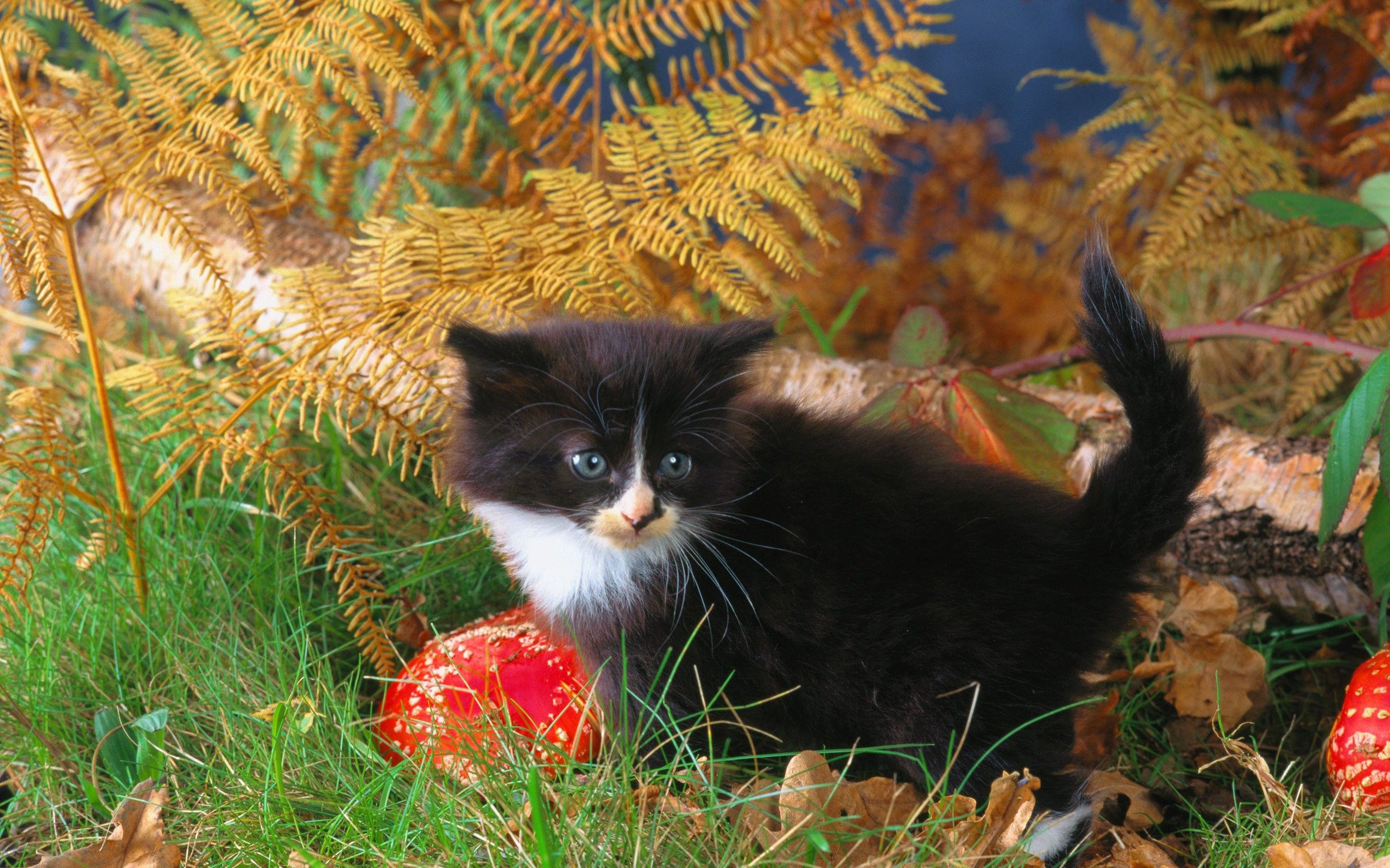 Laden Sie das Grass, Steigen, Das Schwarze, Klettern, Kätzchen, Tiere, Herbst-Bild kostenlos auf Ihren PC-Desktop herunter