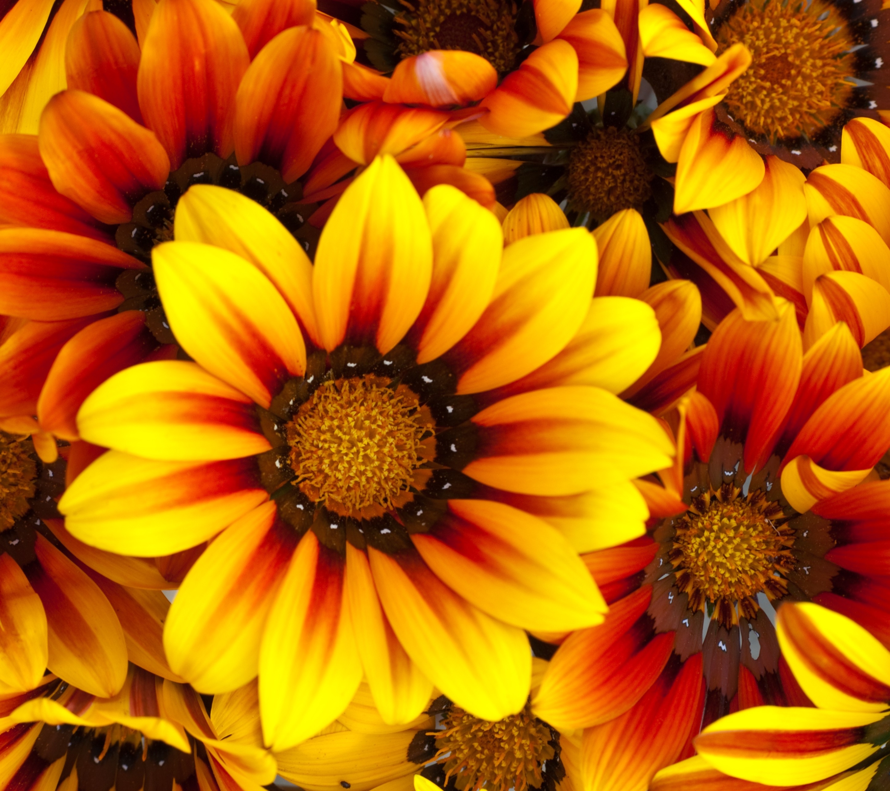 earth, gazania, flower, yellow flower, flowers download HD wallpaper