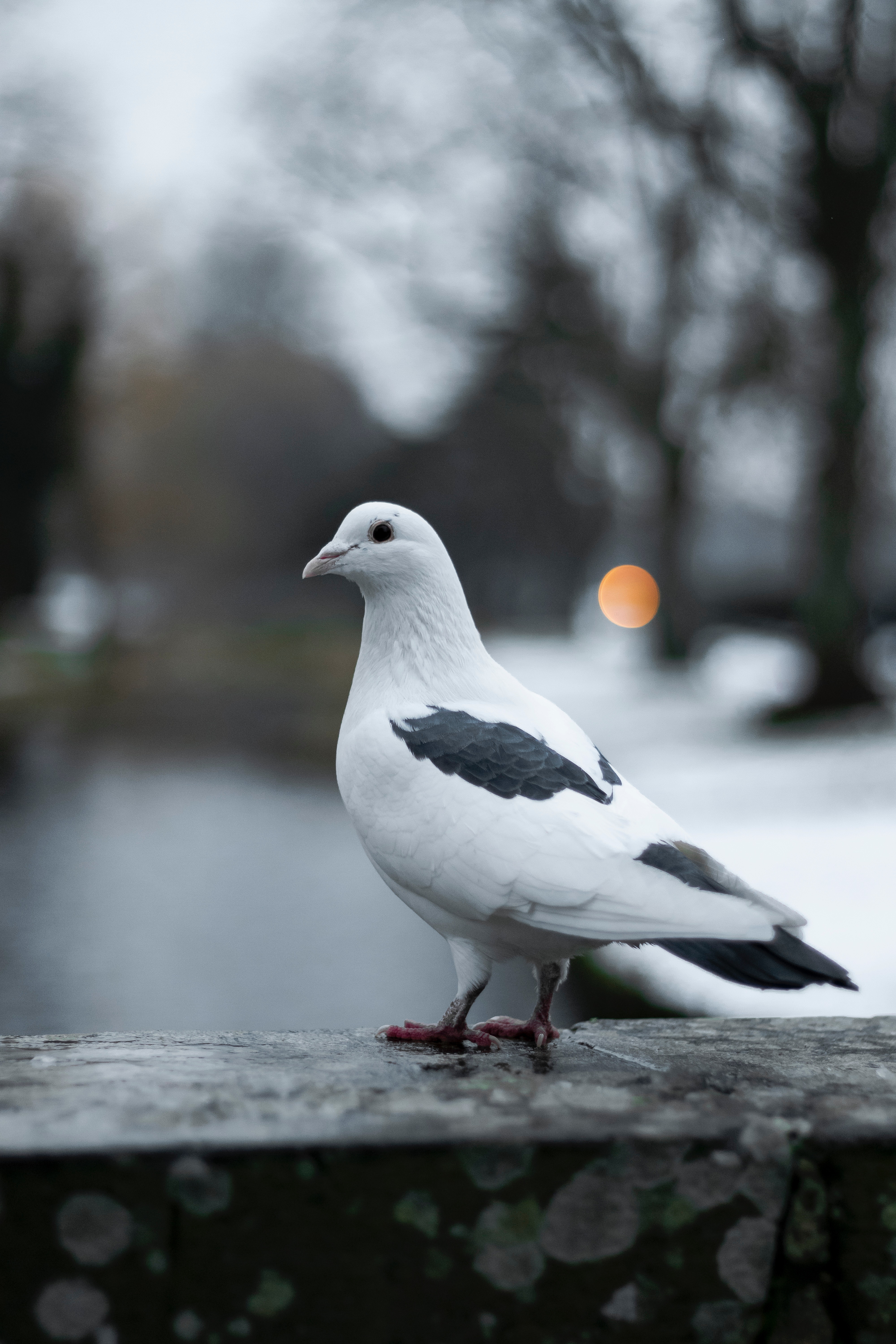 white, smooth, animals, bird, blur, dove