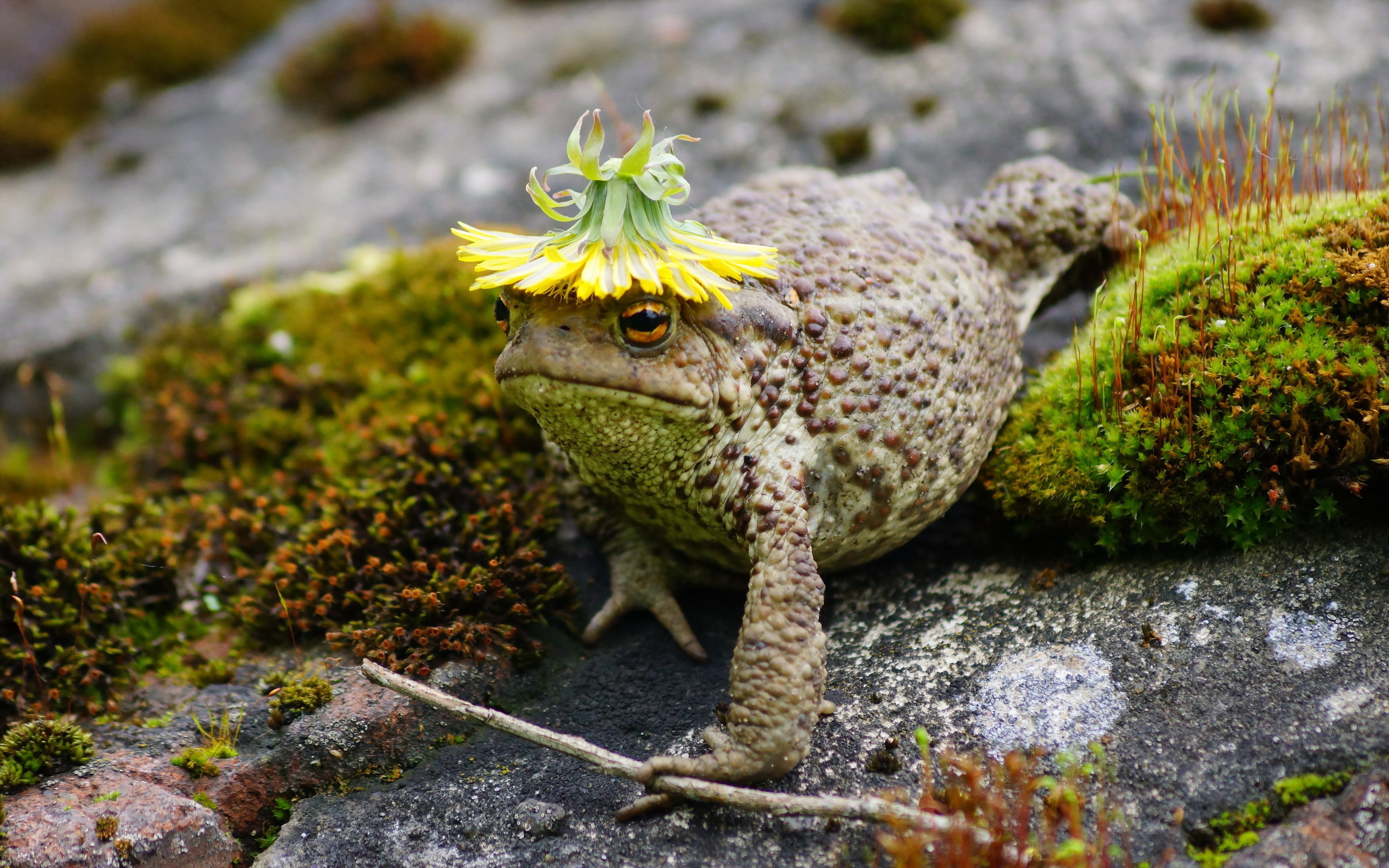 animal, frog, toad, frogs Aesthetic wallpaper