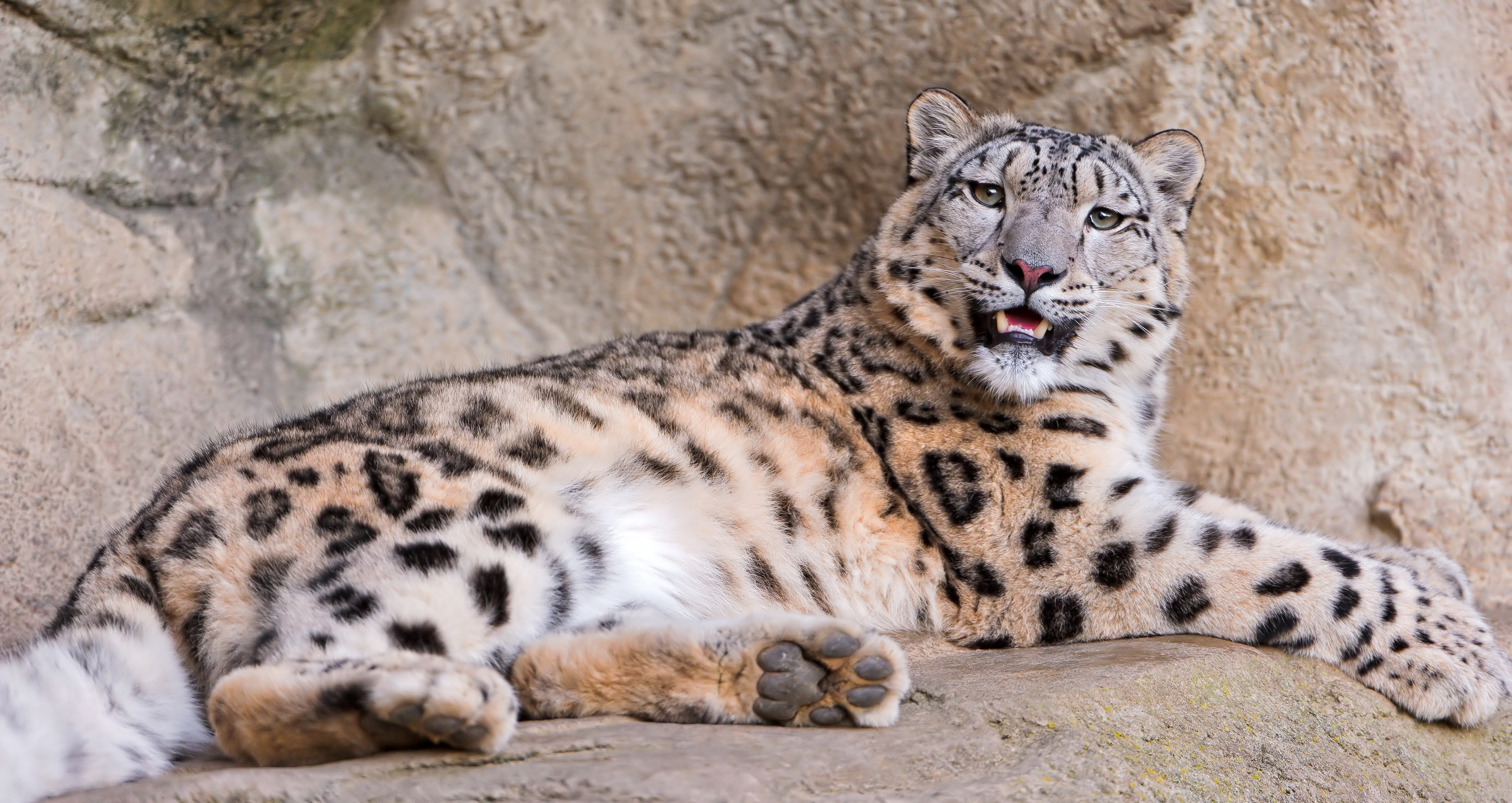 97359 économiseurs d'écran et fonds d'écran Snow Leopard sur votre téléphone. Téléchargez  images gratuitement