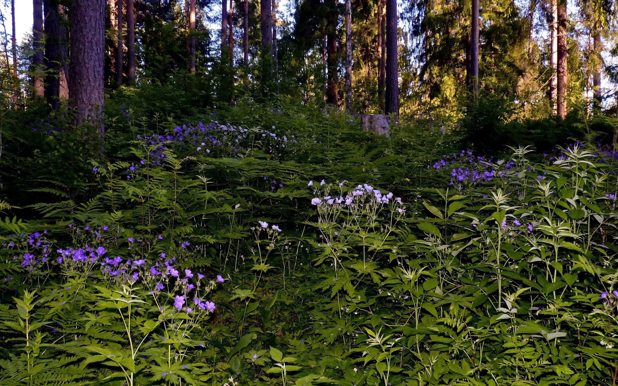 Тенелюбивые Лесные растения России