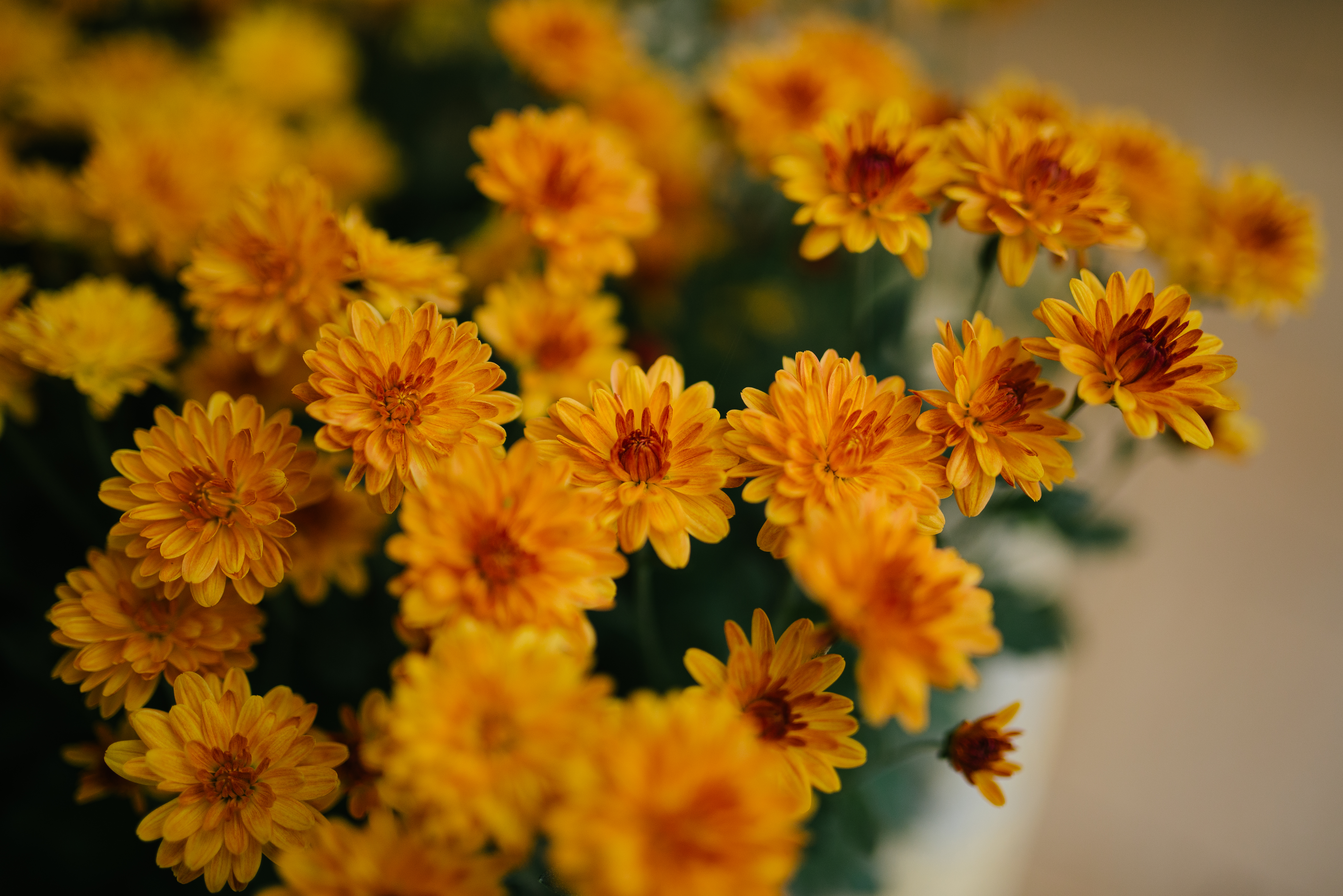 yellow, chrysanthemum, flowers, bouquet 8K
