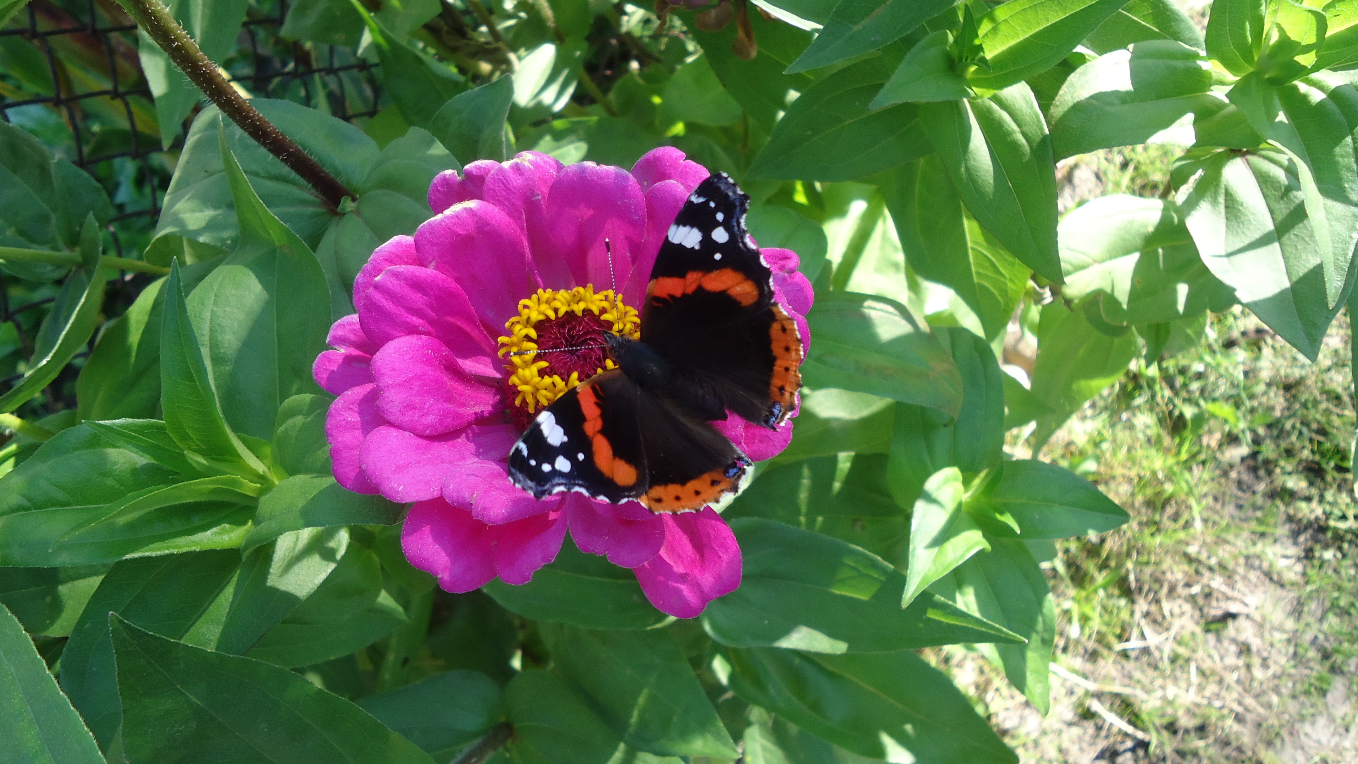 Скачать картинку Бабочка, Лето, Животные, Цветок в телефон бесплатно.