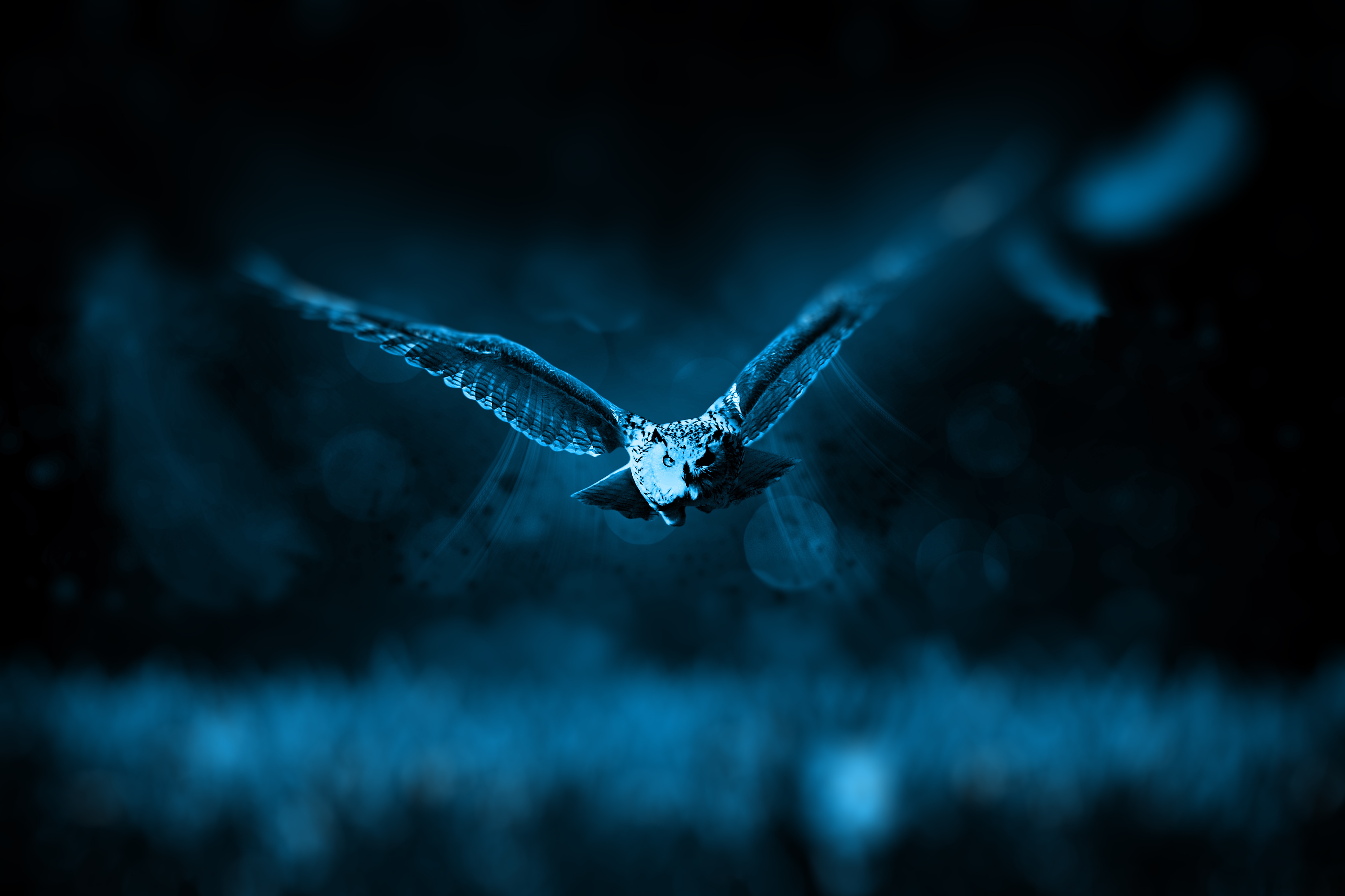 Midnight bird. Ночные птицы. Сова ночью. Мистические птицы. Сова в полете.