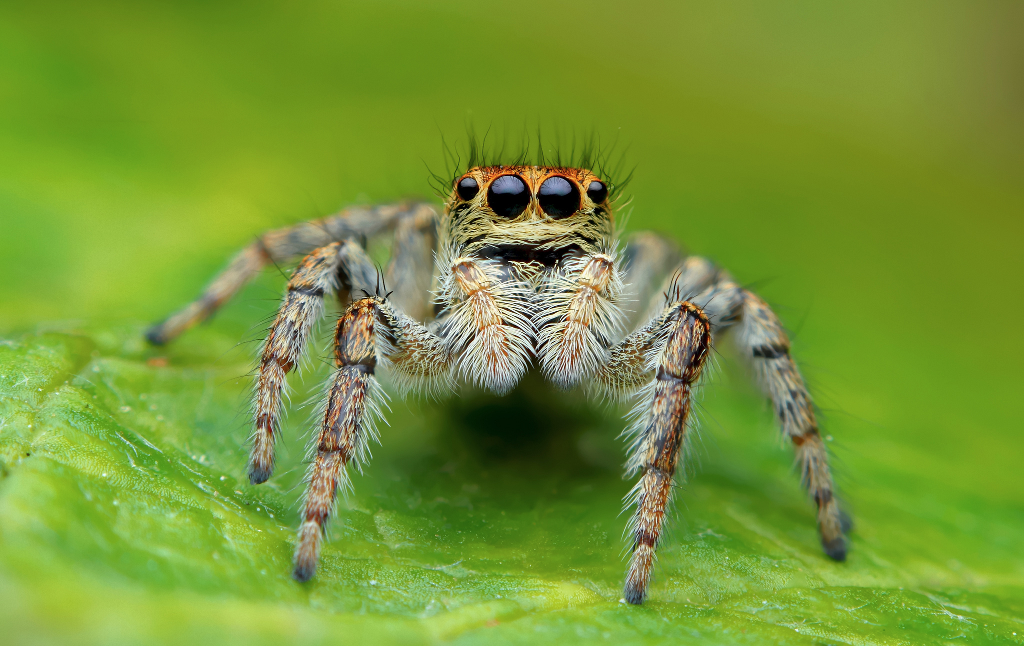 Пауки spiders. Паук обои. Хищные пауки. Арахнология пауки. Прыгучий паук.