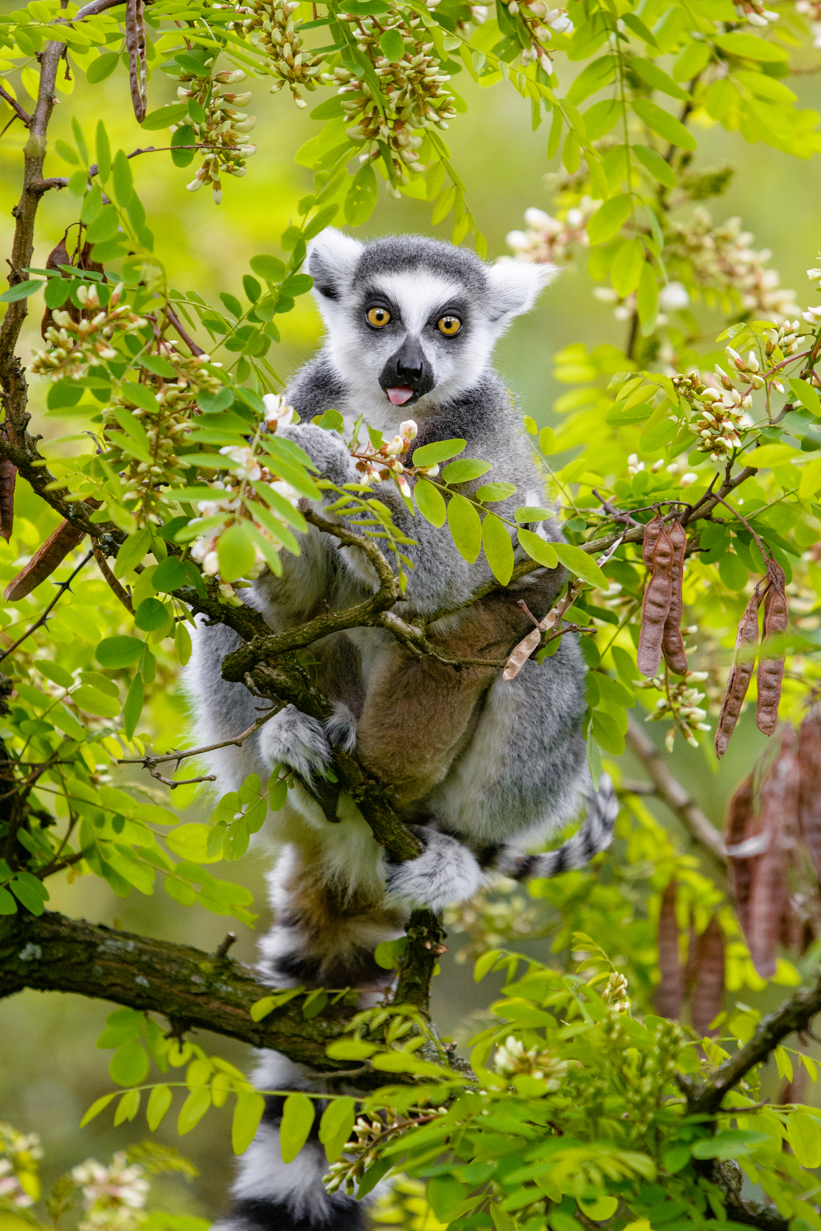 Download mobile wallpaper Wood, Tongue Stuck Out, Protruding Tongue, Lemur, Branches, Animals, Tree, Animal, Funny for free.