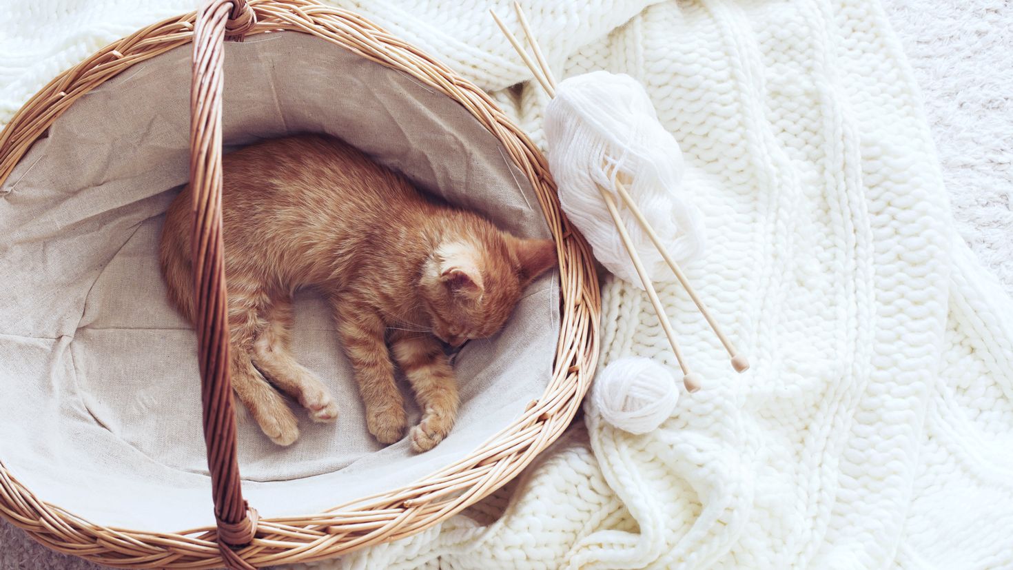 Почему животные спят клубком. Корзинка для кошки. Спящий котенок в корзинке. Кошка в лукошке.