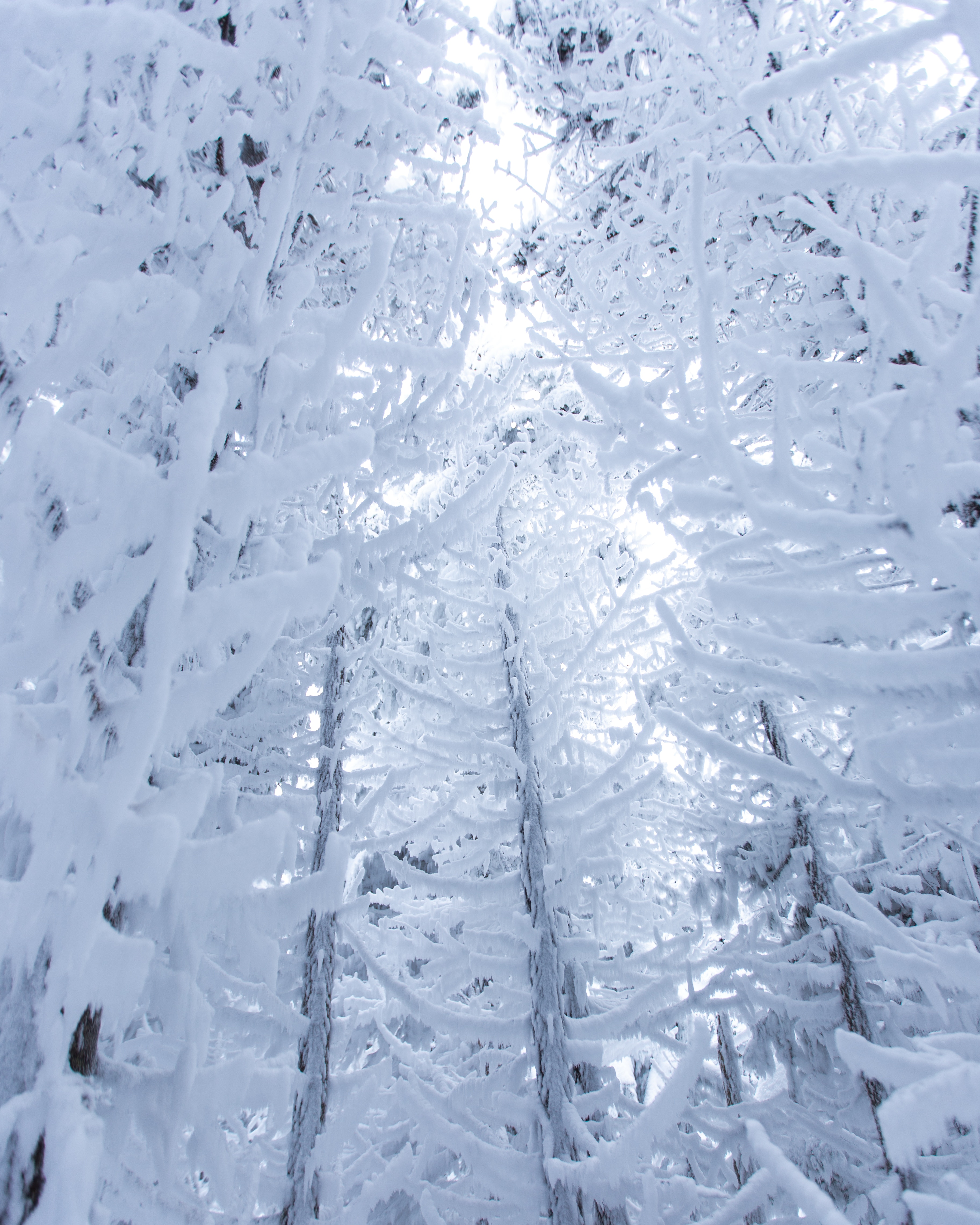 83333 descargar fondo de pantalla invierno, naturaleza, árboles, nieve, sucursales, ramas, cubierto de nieve, nevado: protectores de pantalla e imágenes gratis