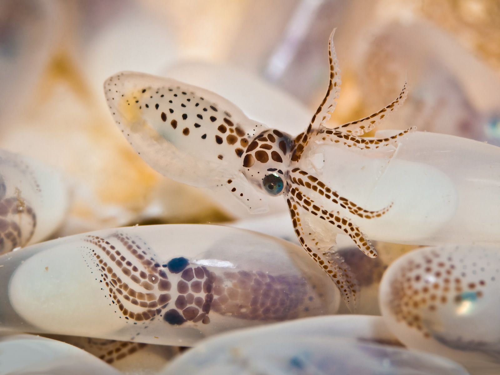 animal, squid HD wallpaper