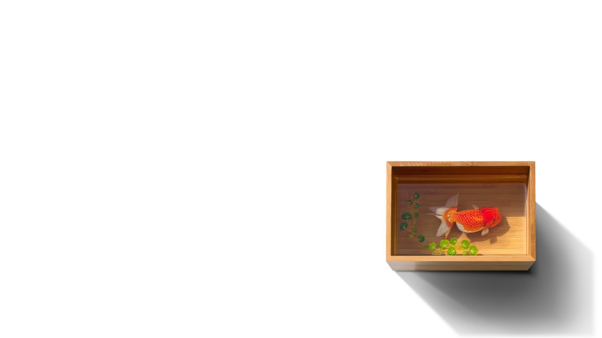 39256 descargar fondo de pantalla blanco, animales, peces: protectores de pantalla e imágenes gratis
