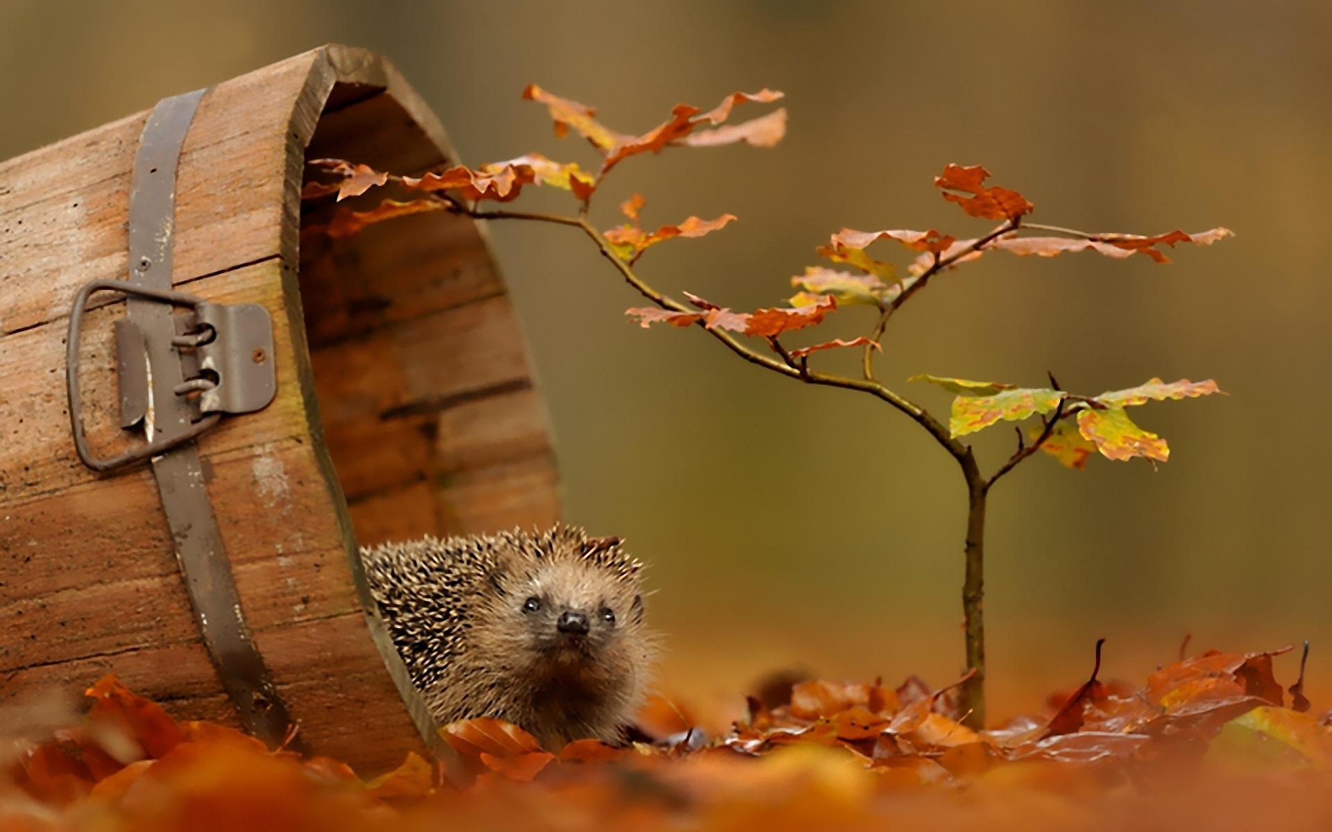 Hedgehogs Phone Wallpaper